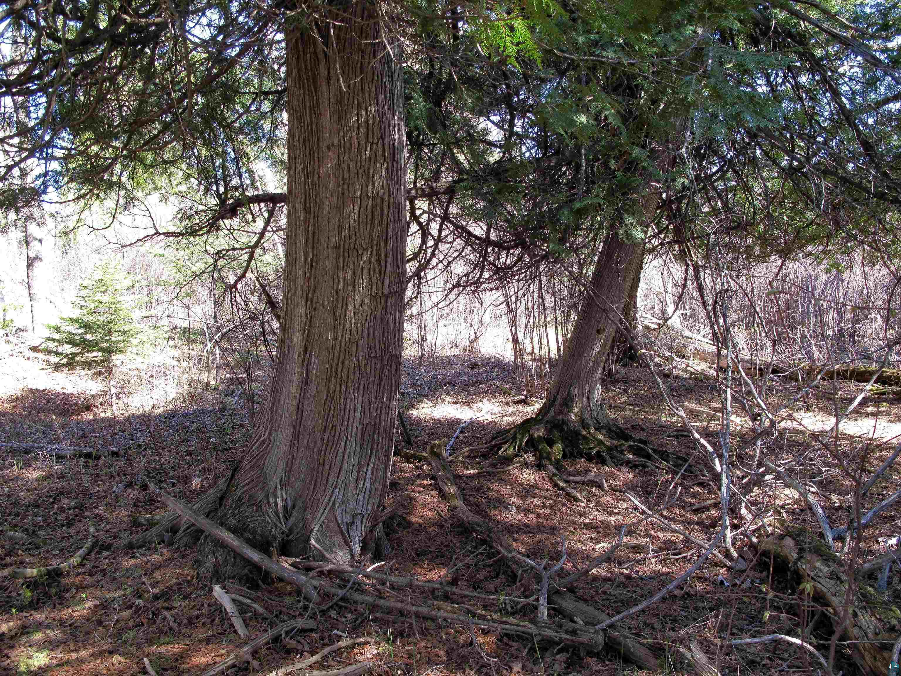 YYY Big Cedar Trl Lutsen MN 55612 6125494 image49