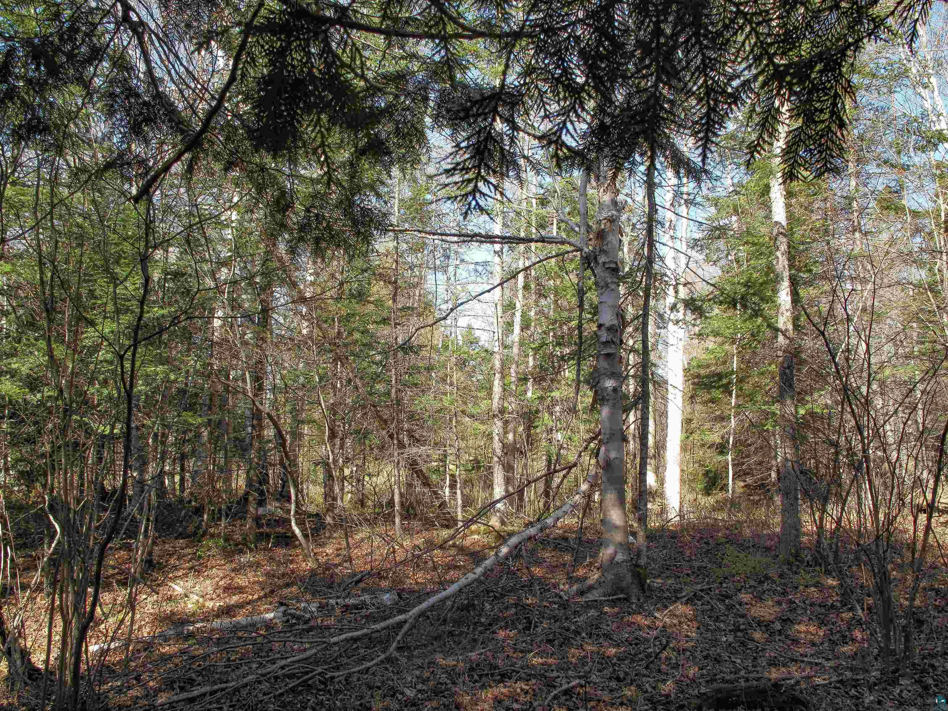 YYY Big Cedar Trl Lutsen MN 55612 6125494 image50