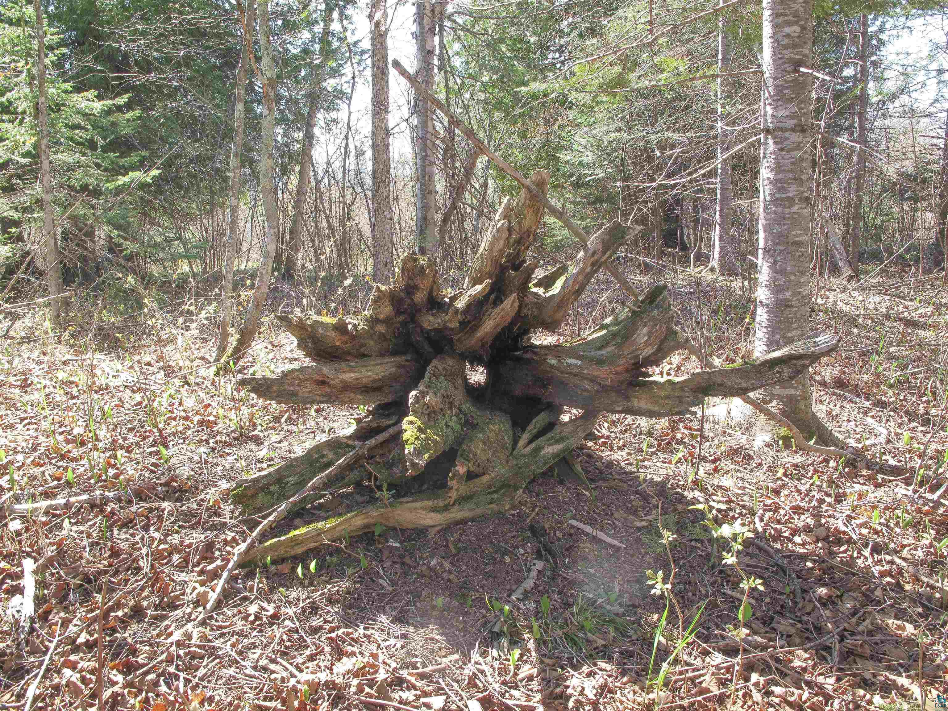 YYY Big Cedar Trl Lutsen MN 55612 6125494 image53
