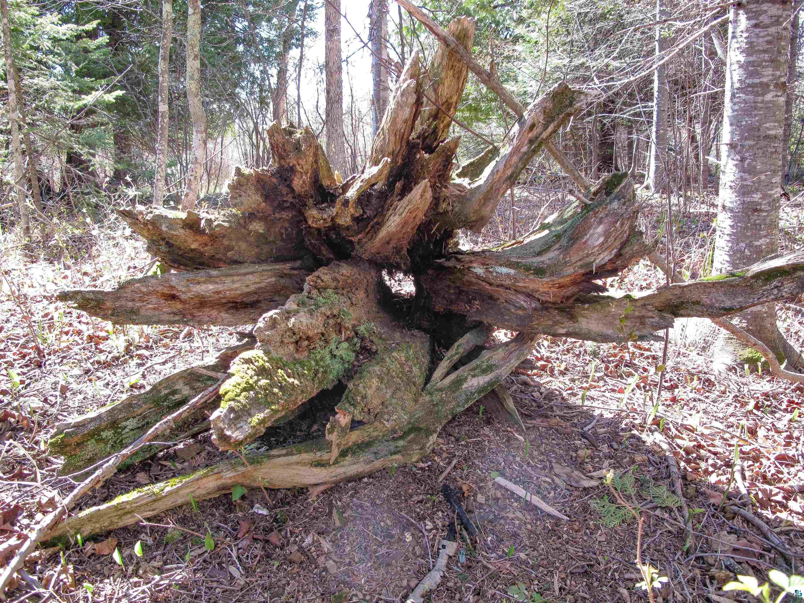 YYY Big Cedar Trl Lutsen MN 55612 6125494 image54