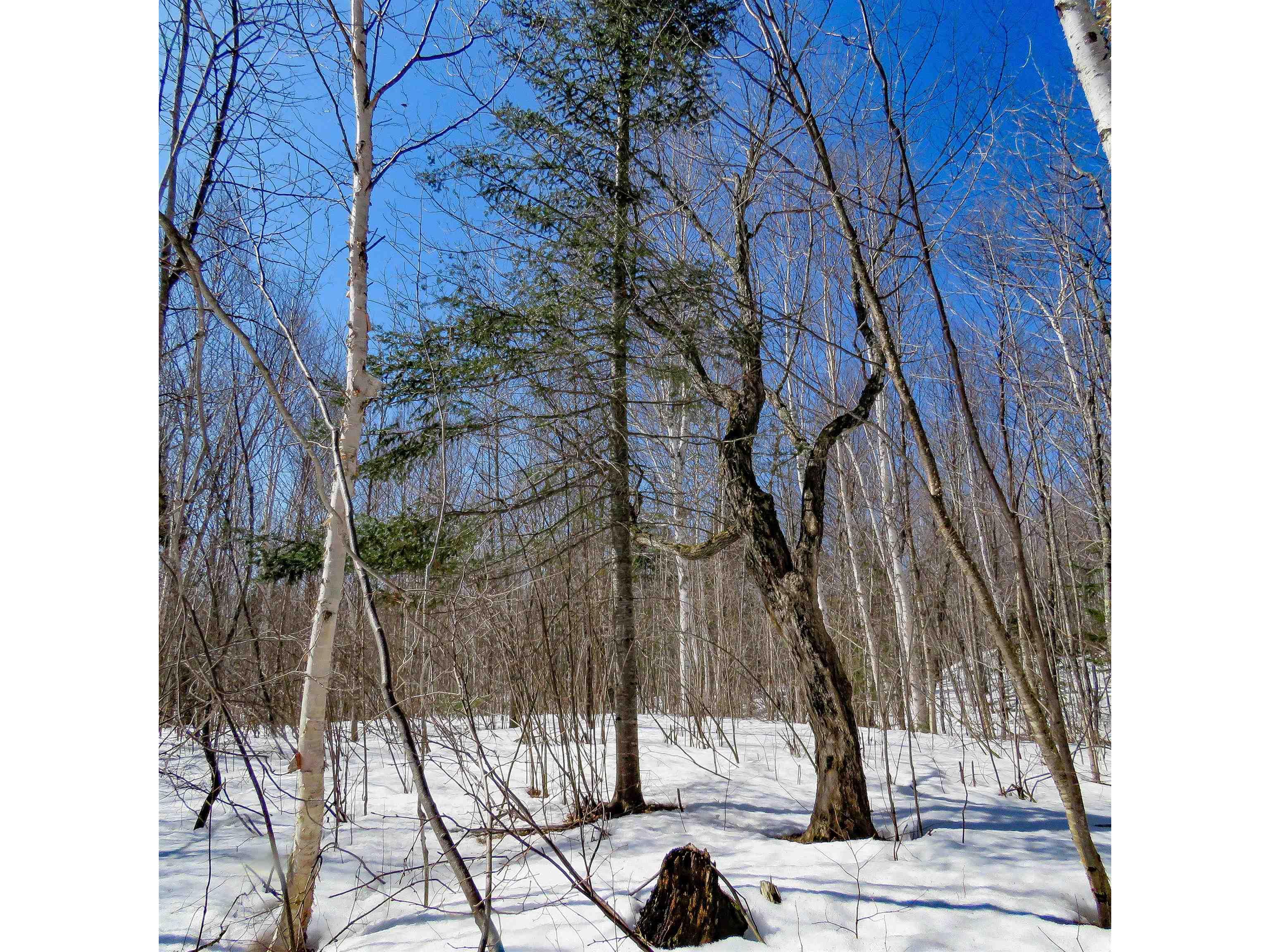 xxx County Hwy 8 Finland MN 55603 6118380 image14