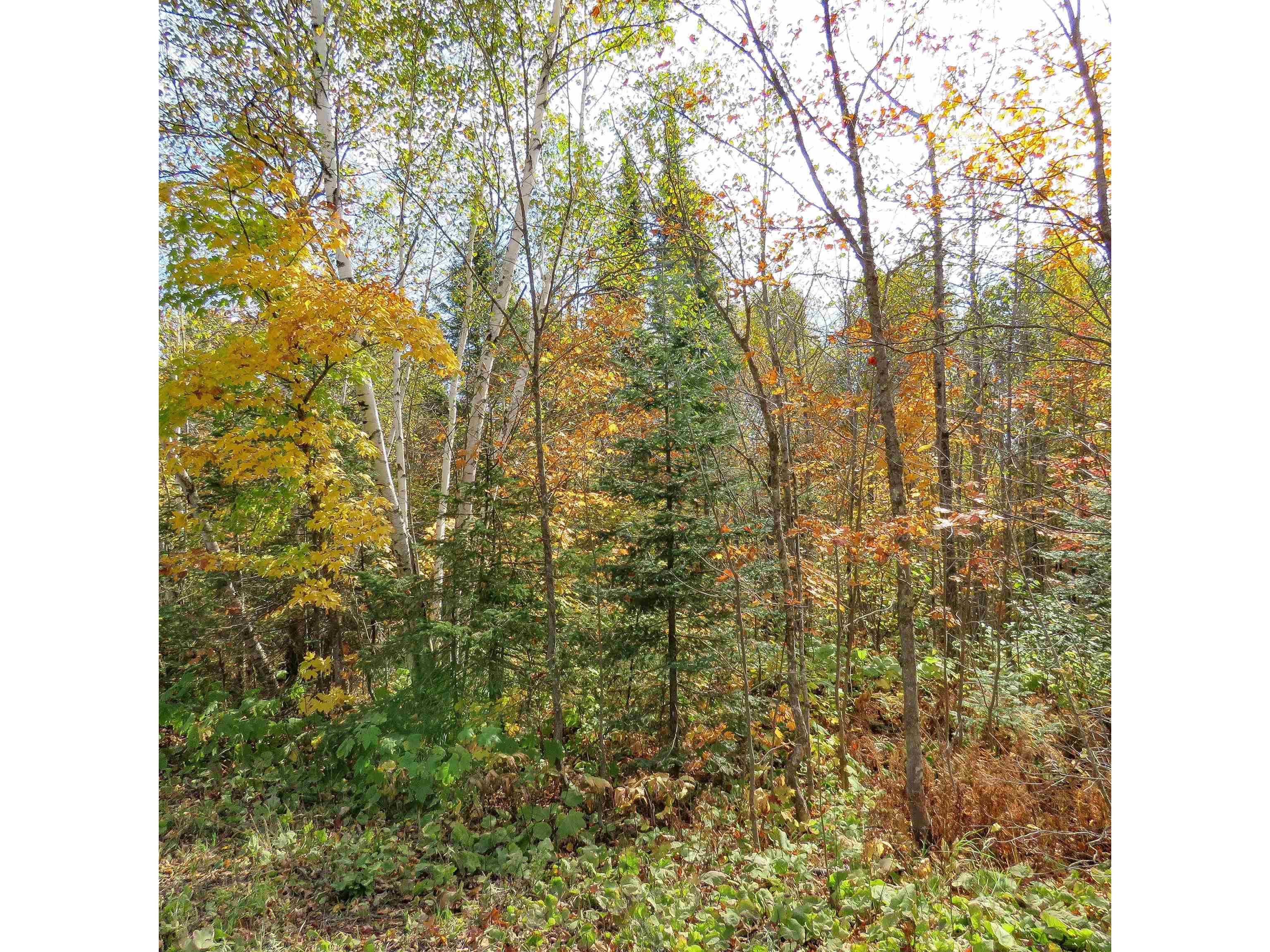 xxx County Hwy 8 Finland MN 55603 6118380 image19