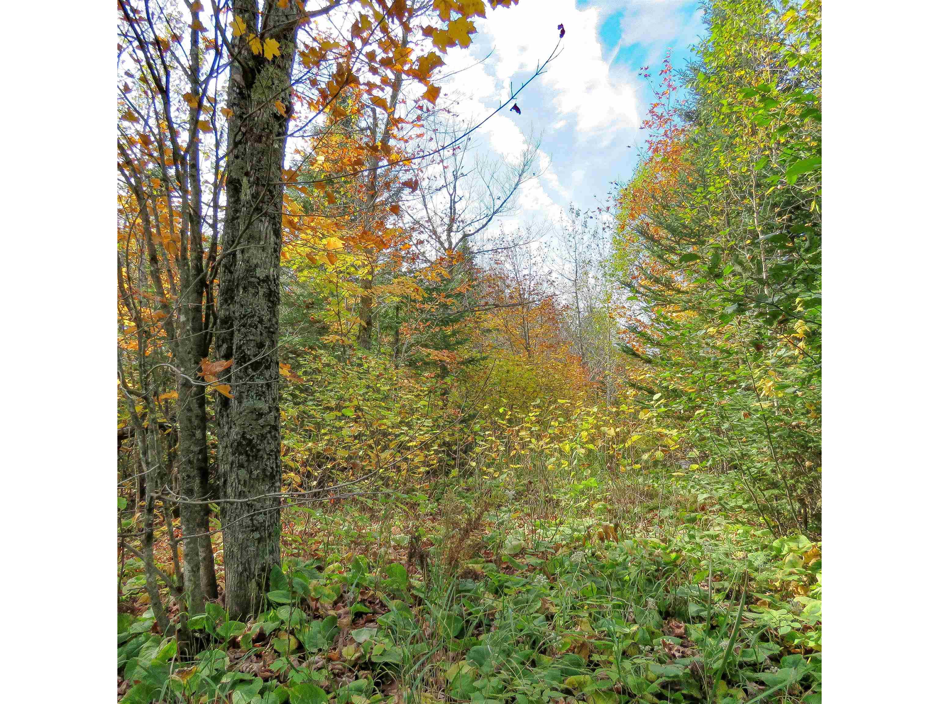 xxx County Hwy 8 Finland MN 55603 6118380 image22