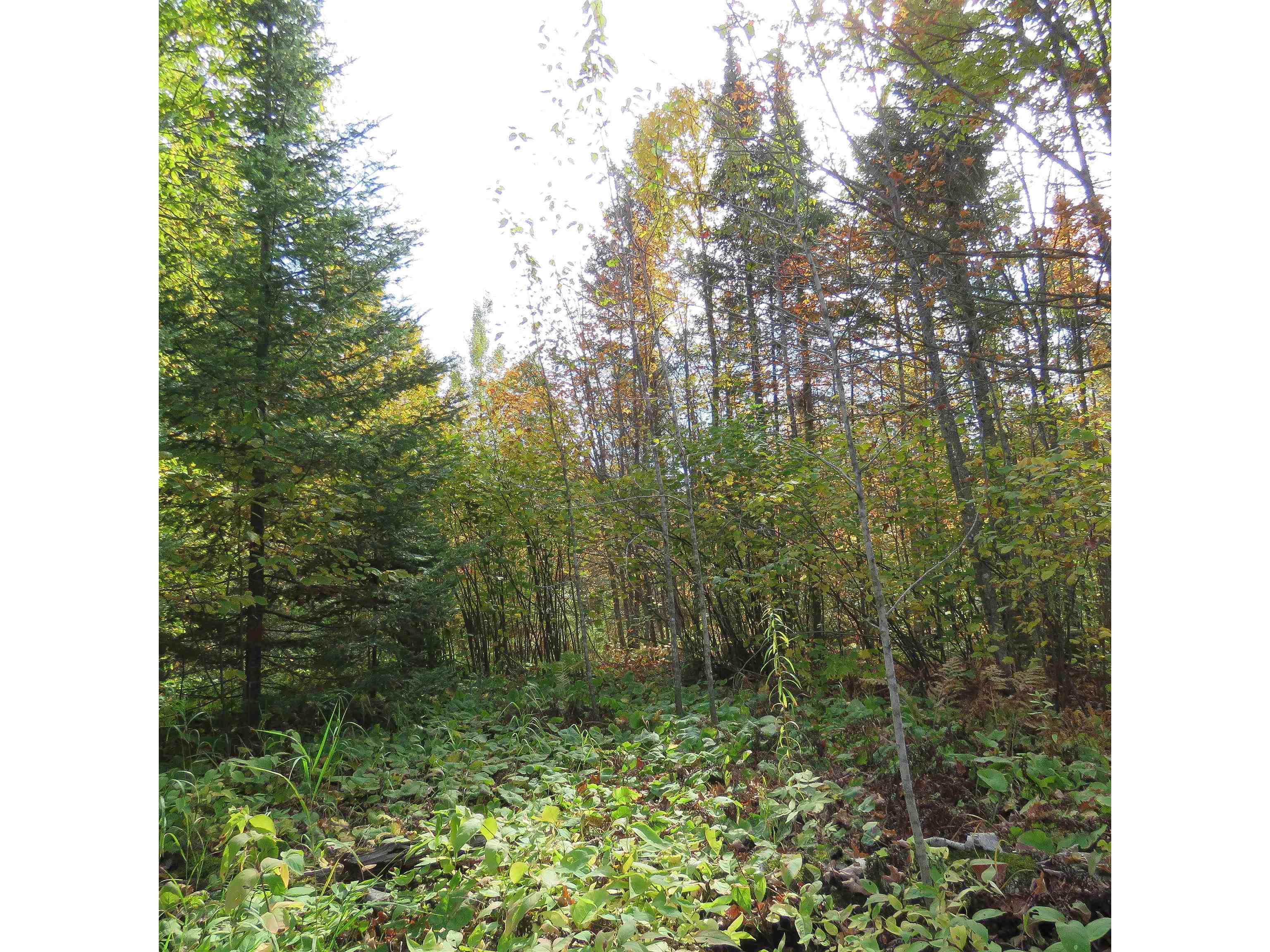 xxx County Hwy 8 Finland MN 55603 6118380 image23