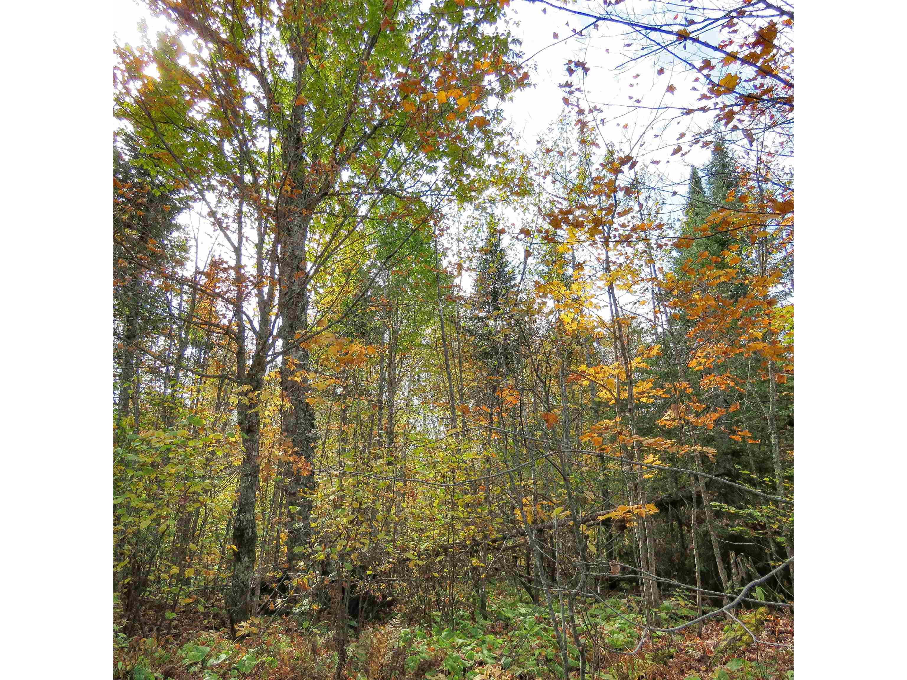 xxx County Hwy 8 Finland MN 55603 6118380 image24