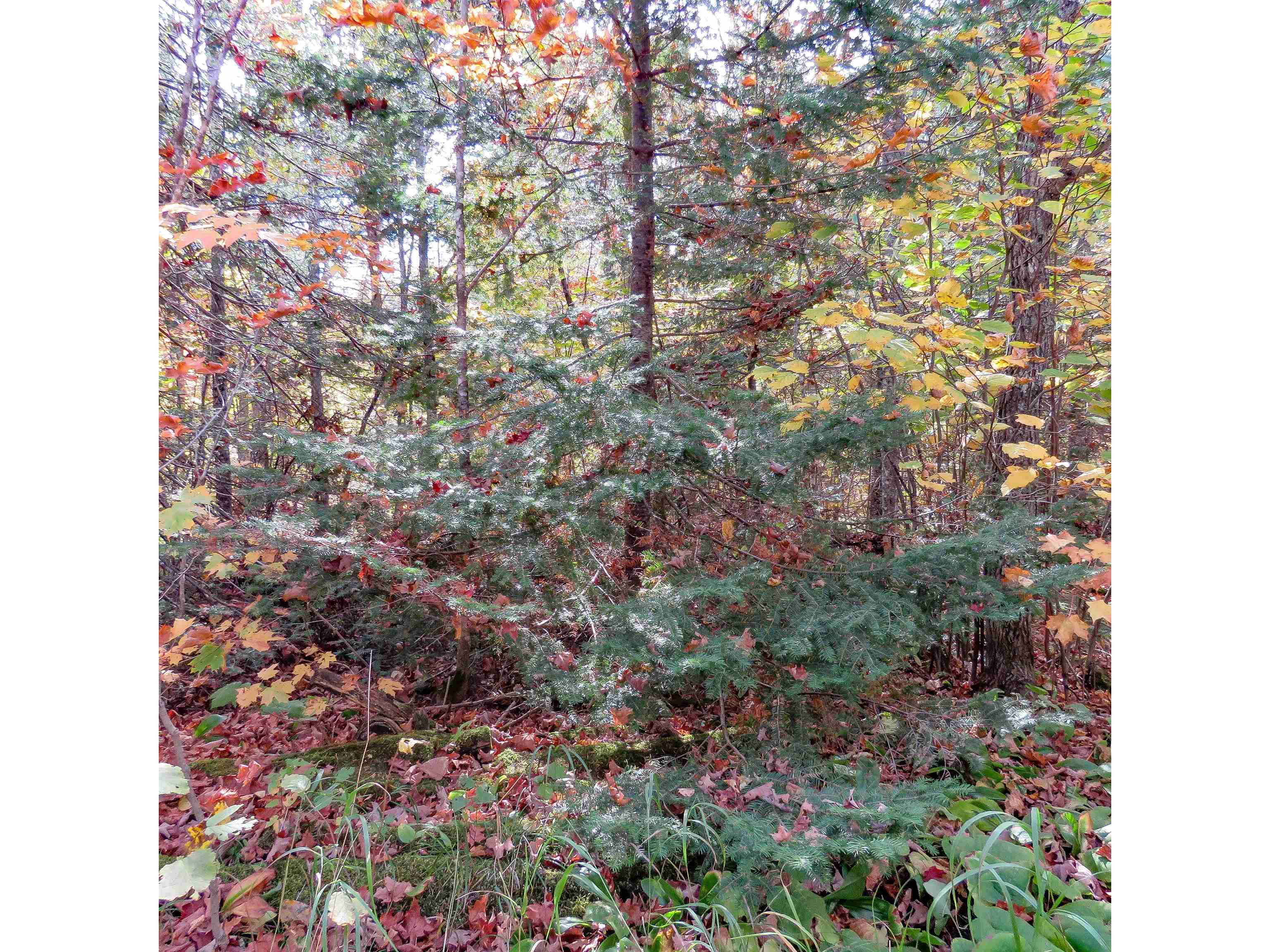 xxx County Hwy 8 Finland MN 55603 6118380 image26