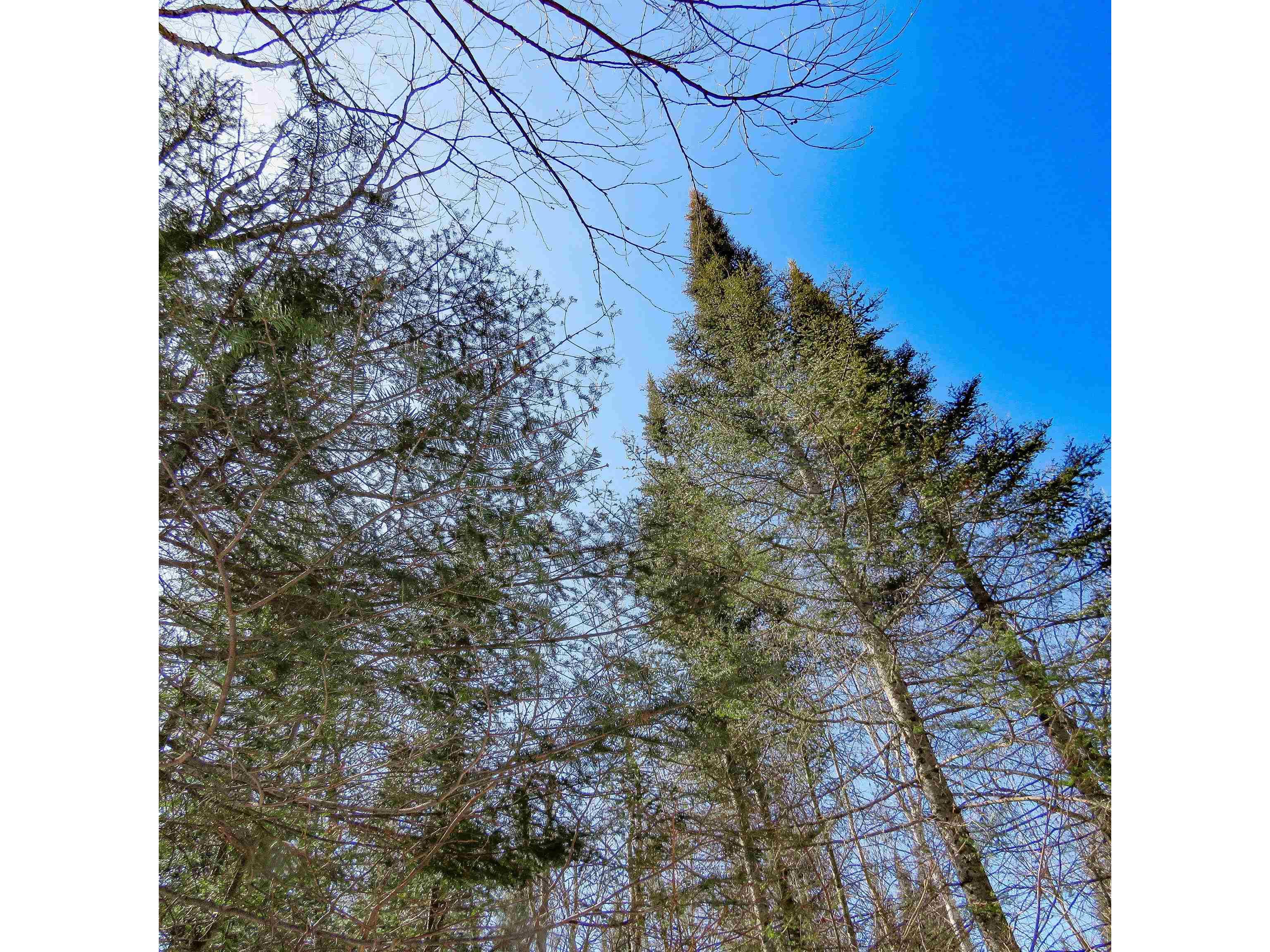 xxx County Hwy 8 Finland MN 55603 6118380 image28