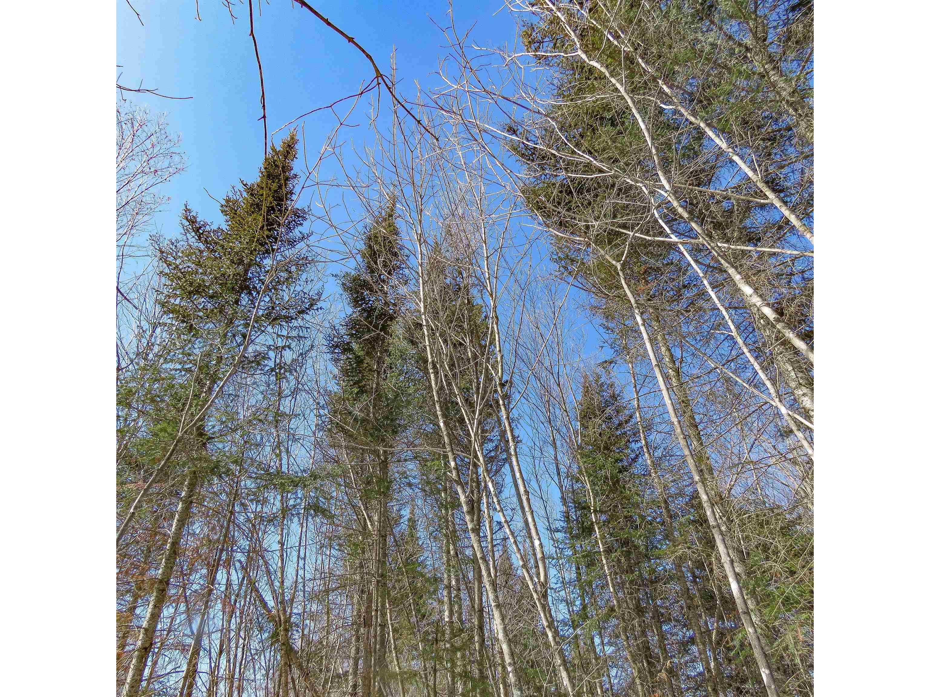 xxx County Hwy 8 Finland MN 55603 6118380 image29