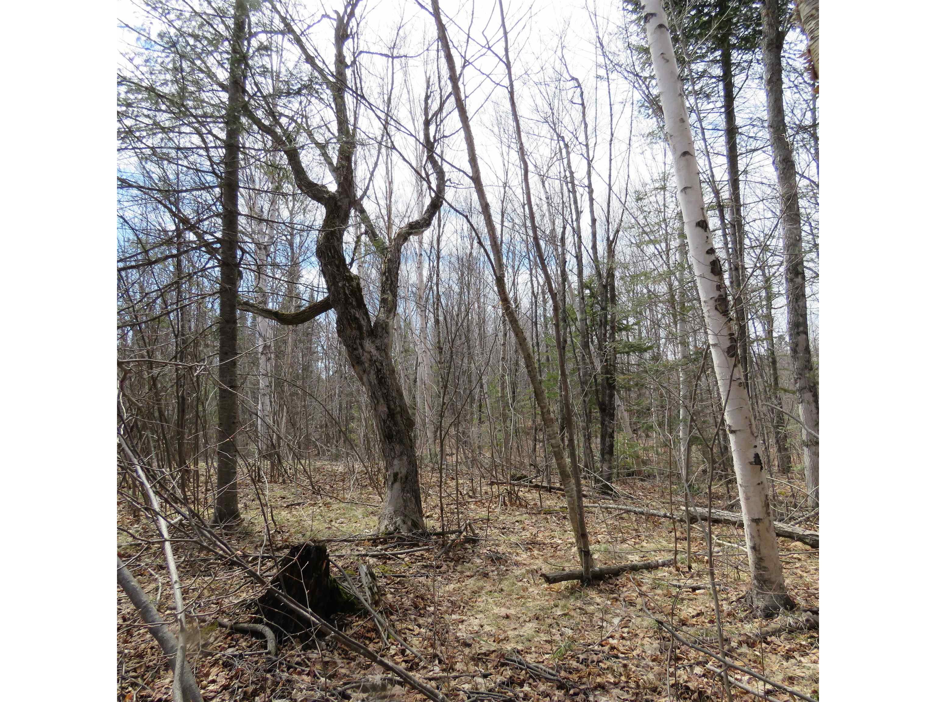 xxx County Hwy 8 Finland MN 55603 6118380 image37