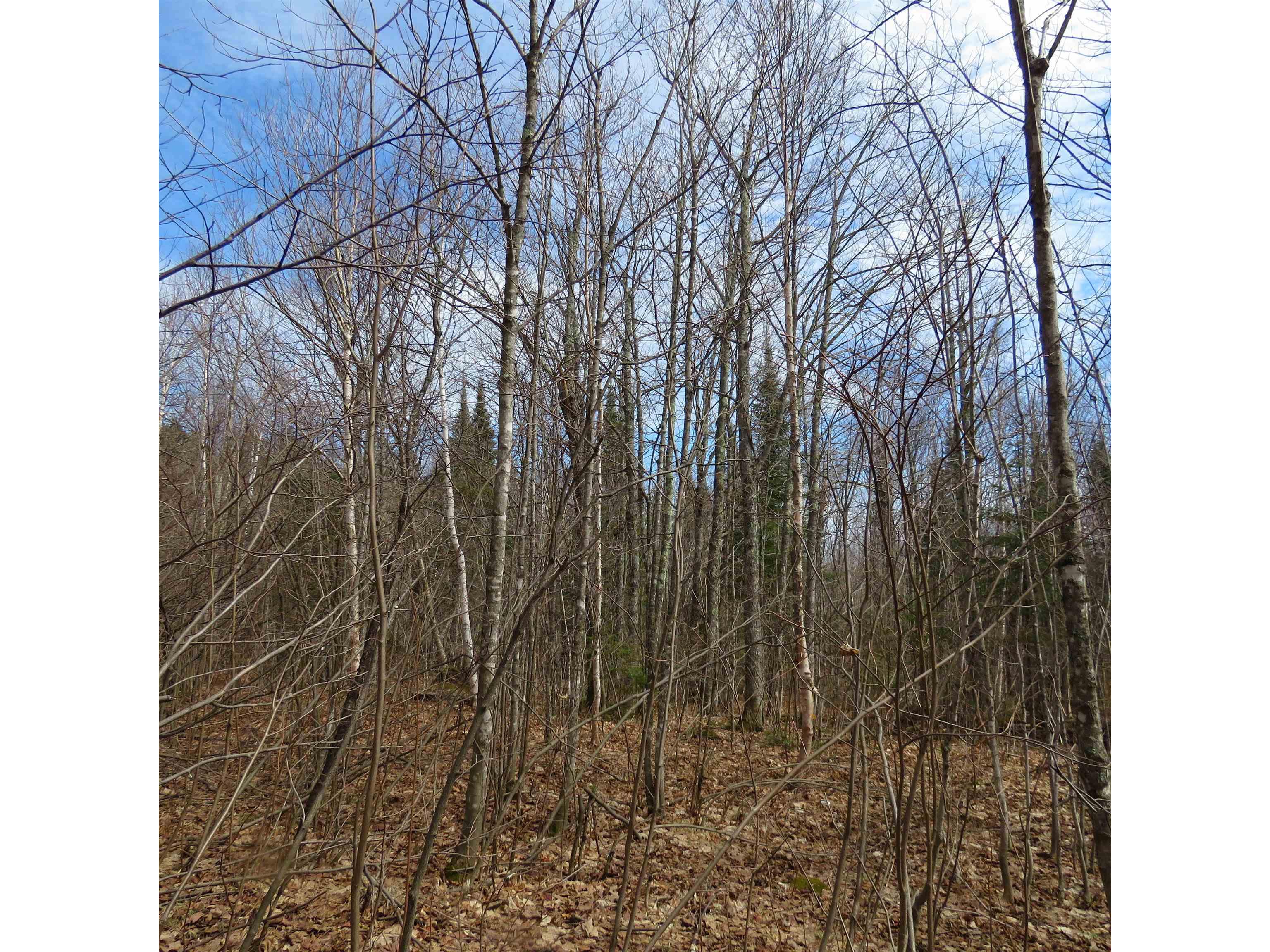 xxx County Hwy 8 Finland MN 55603 6118380 image41