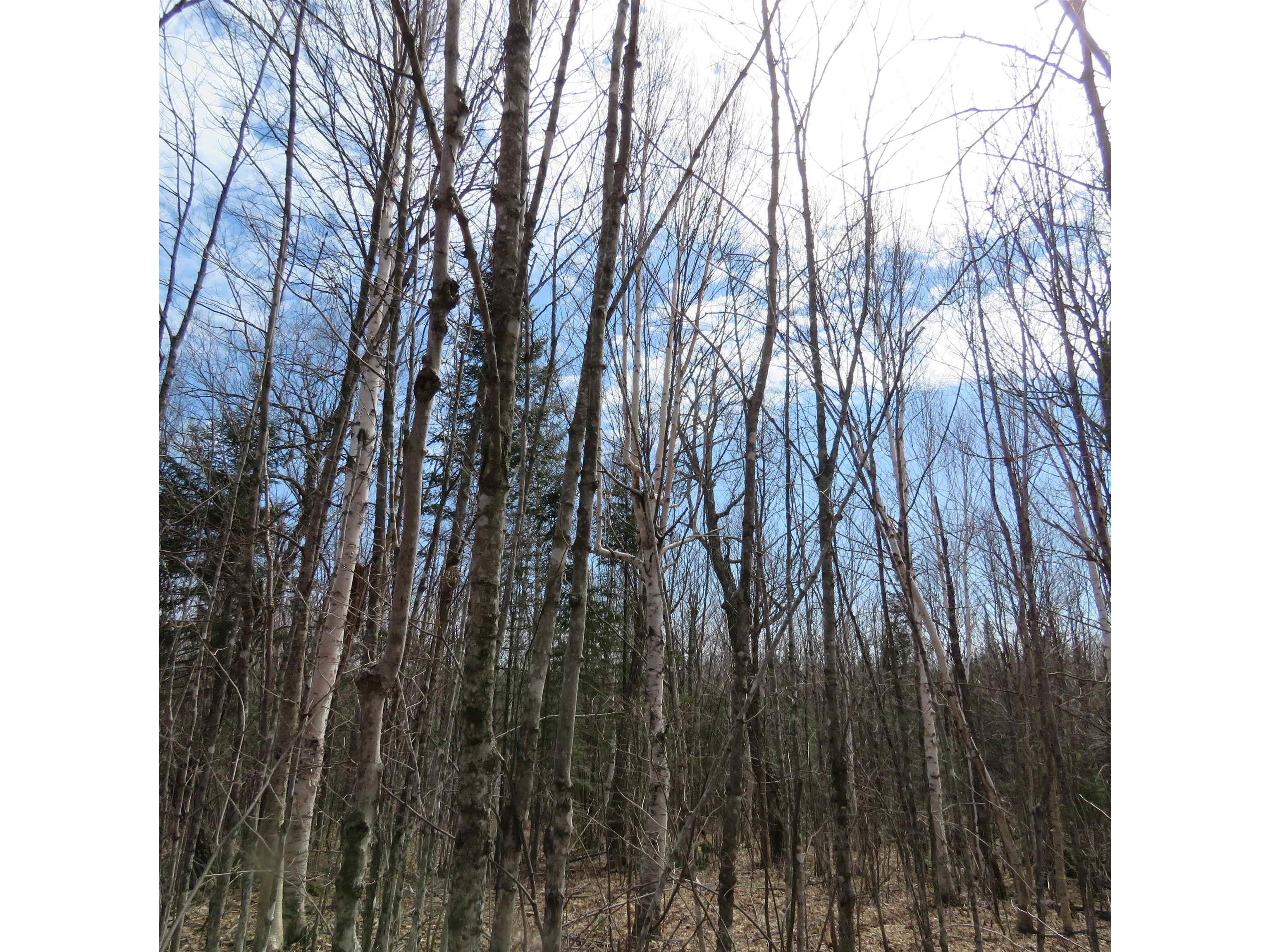 xxx County Hwy 8 Finland MN 55603 6118380 image42