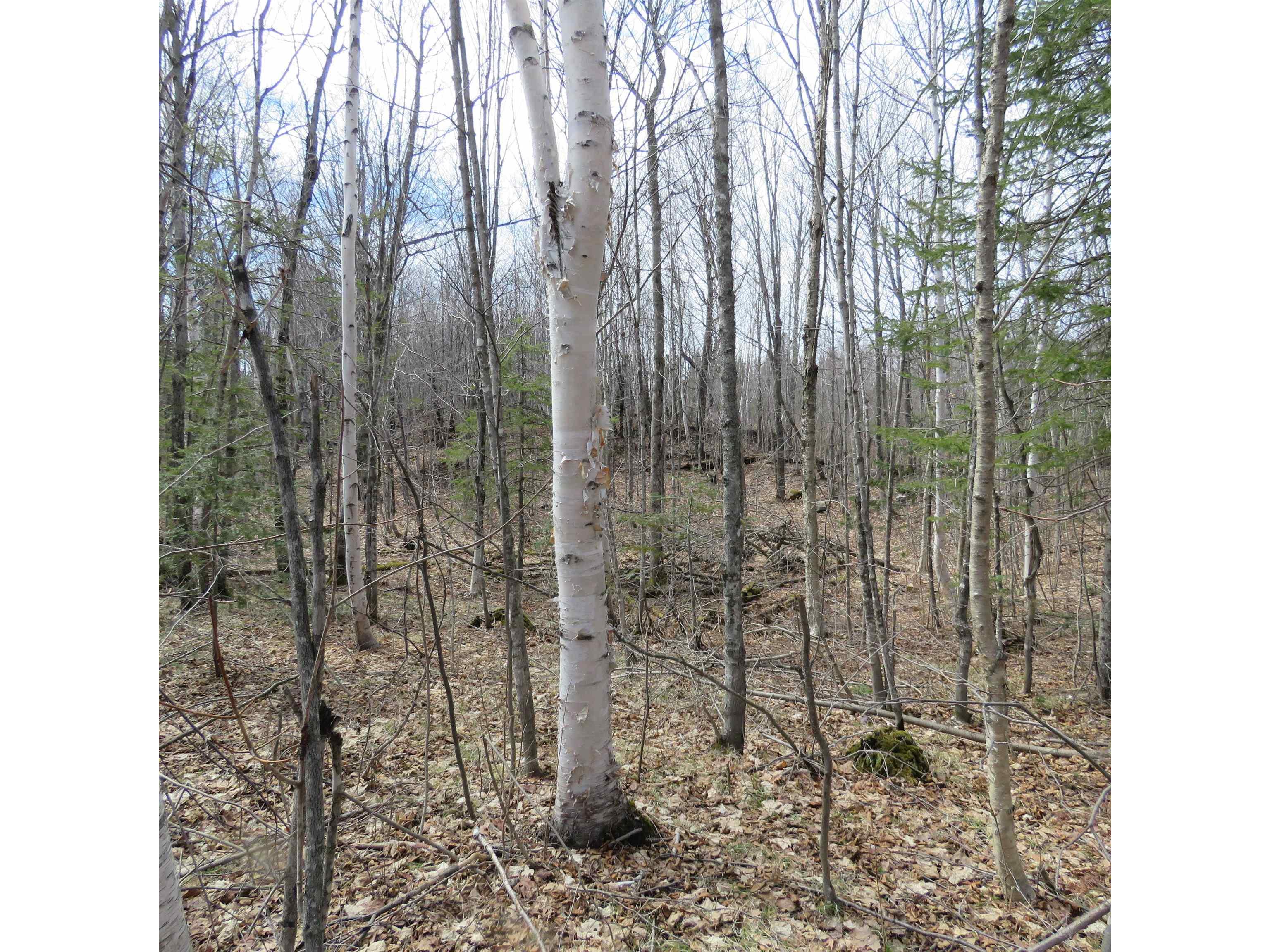 xxx County Hwy 8 Finland MN 55603 6118380 image44