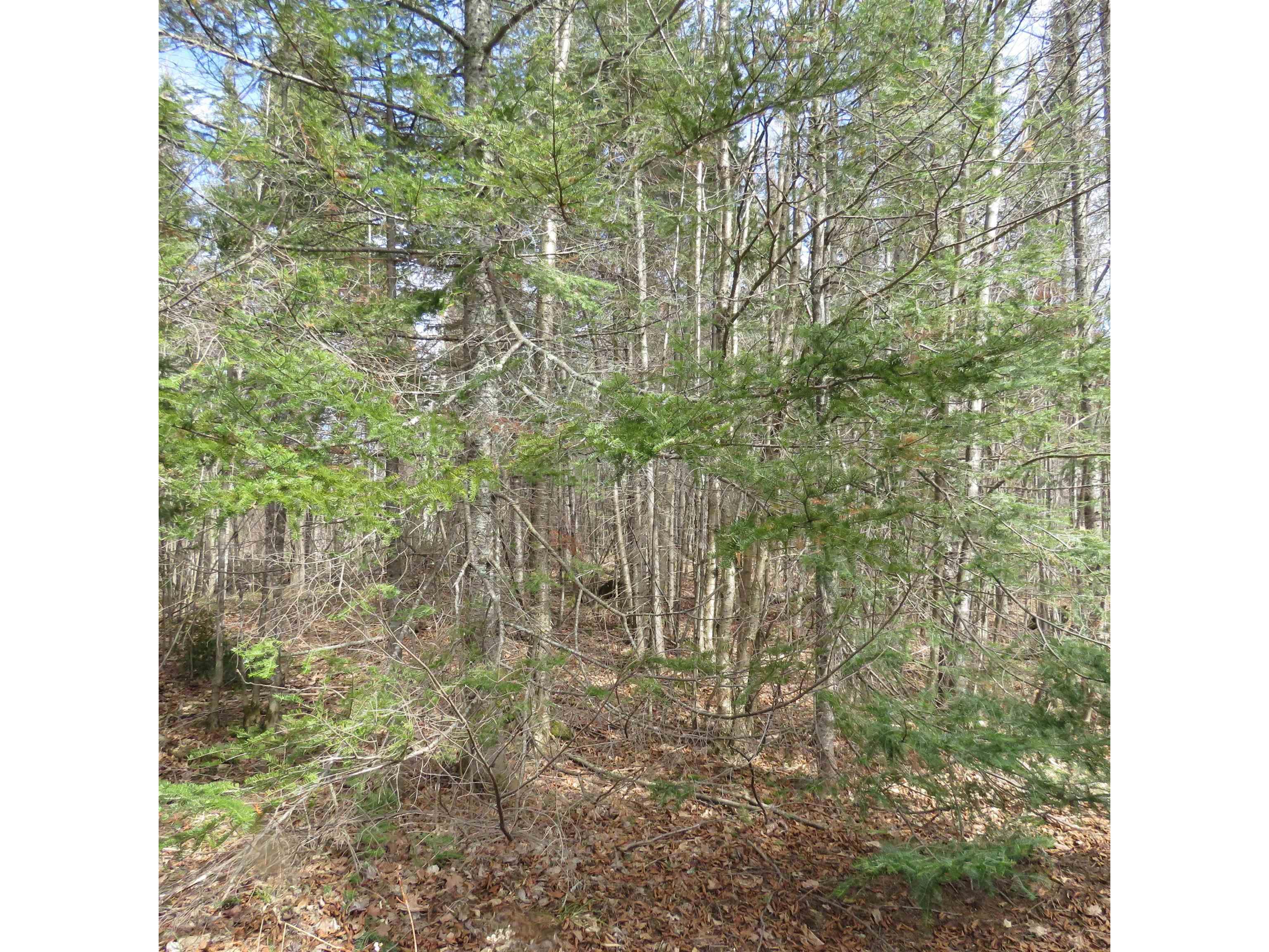 xxx County Hwy 8 Finland MN 55603 6118380 image45