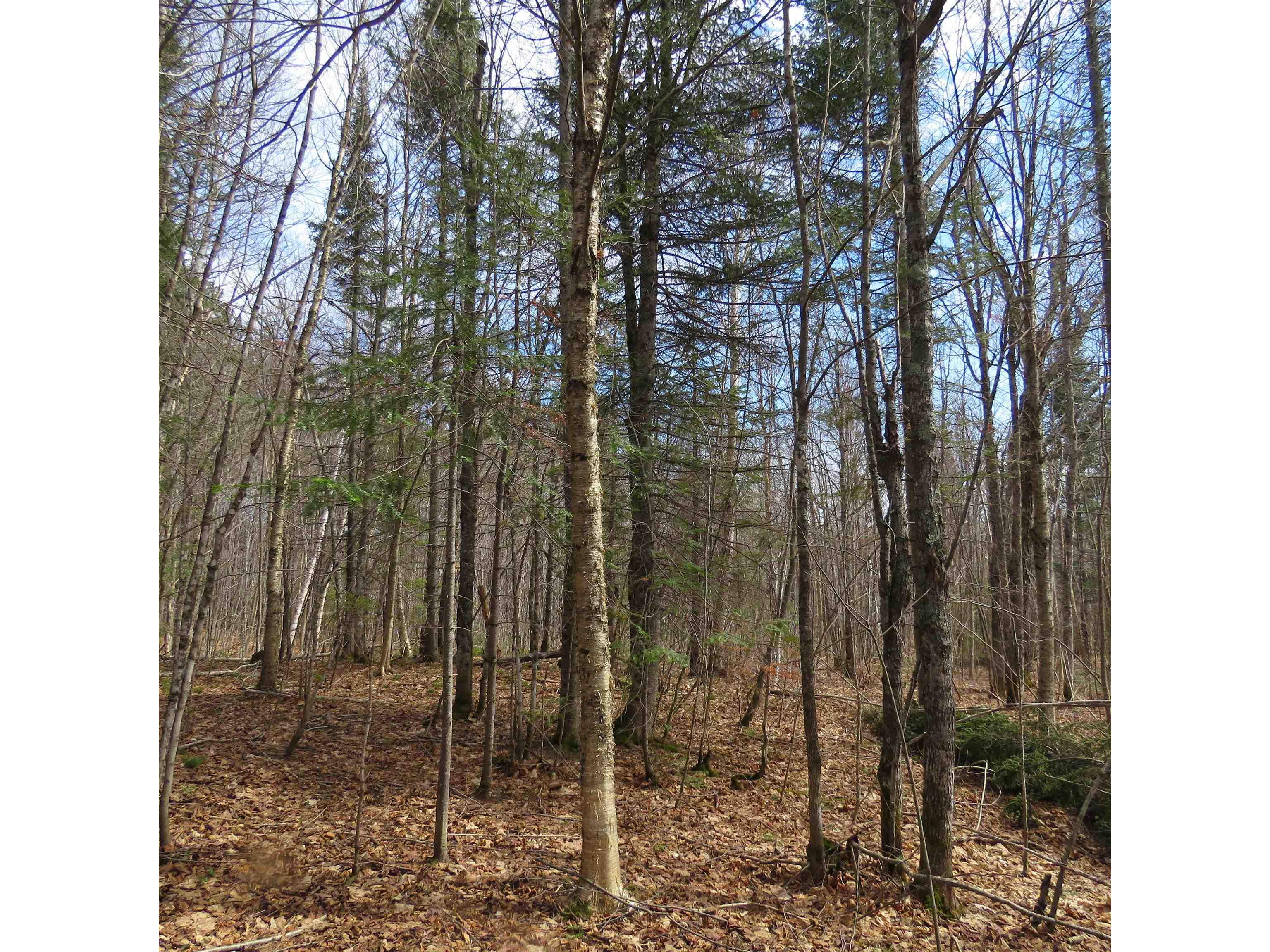 xxx County Hwy 8 Finland MN 55603 6118380 image47