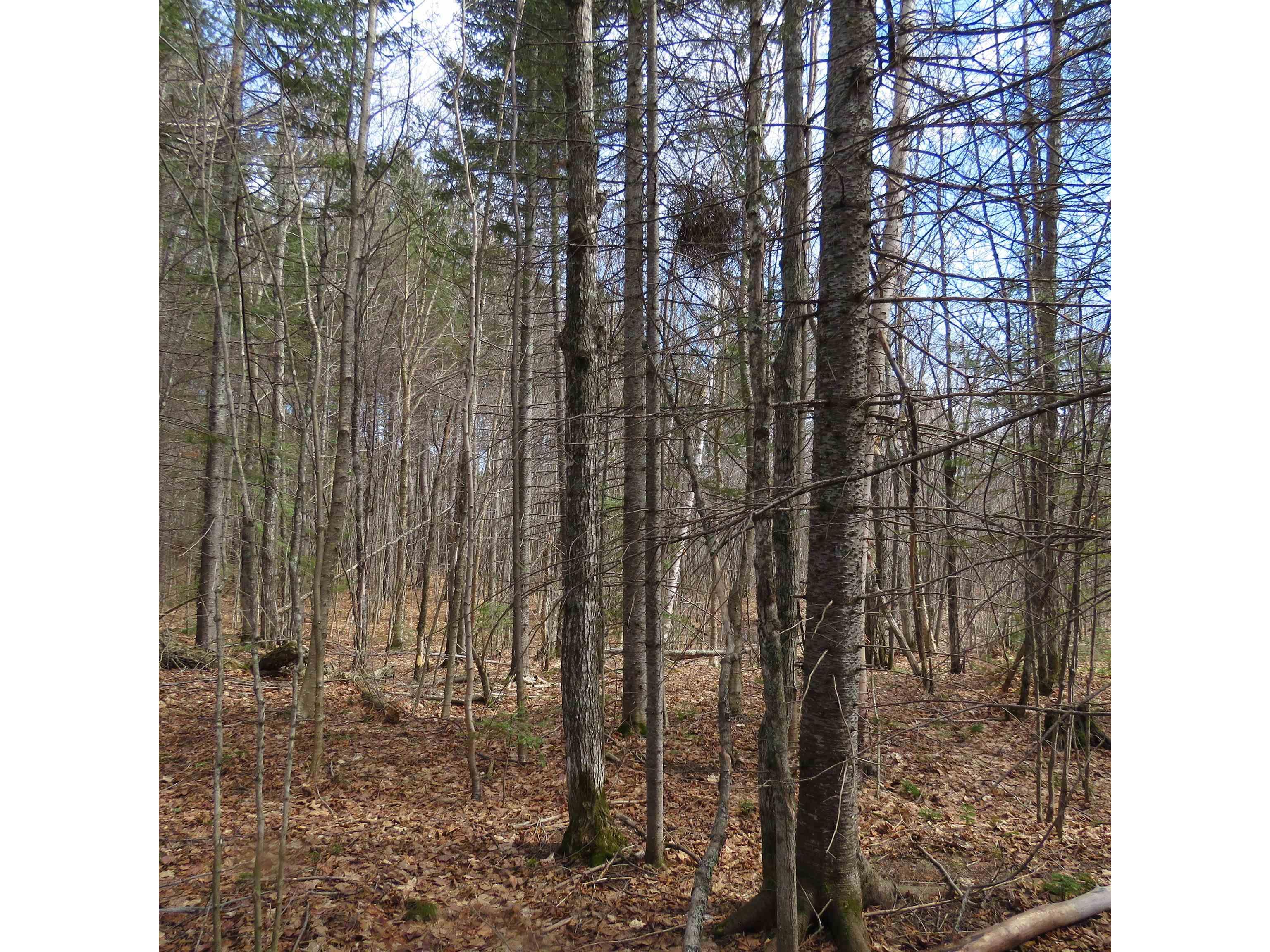 xxx County Hwy 8 Finland MN 55603 6118380 image49