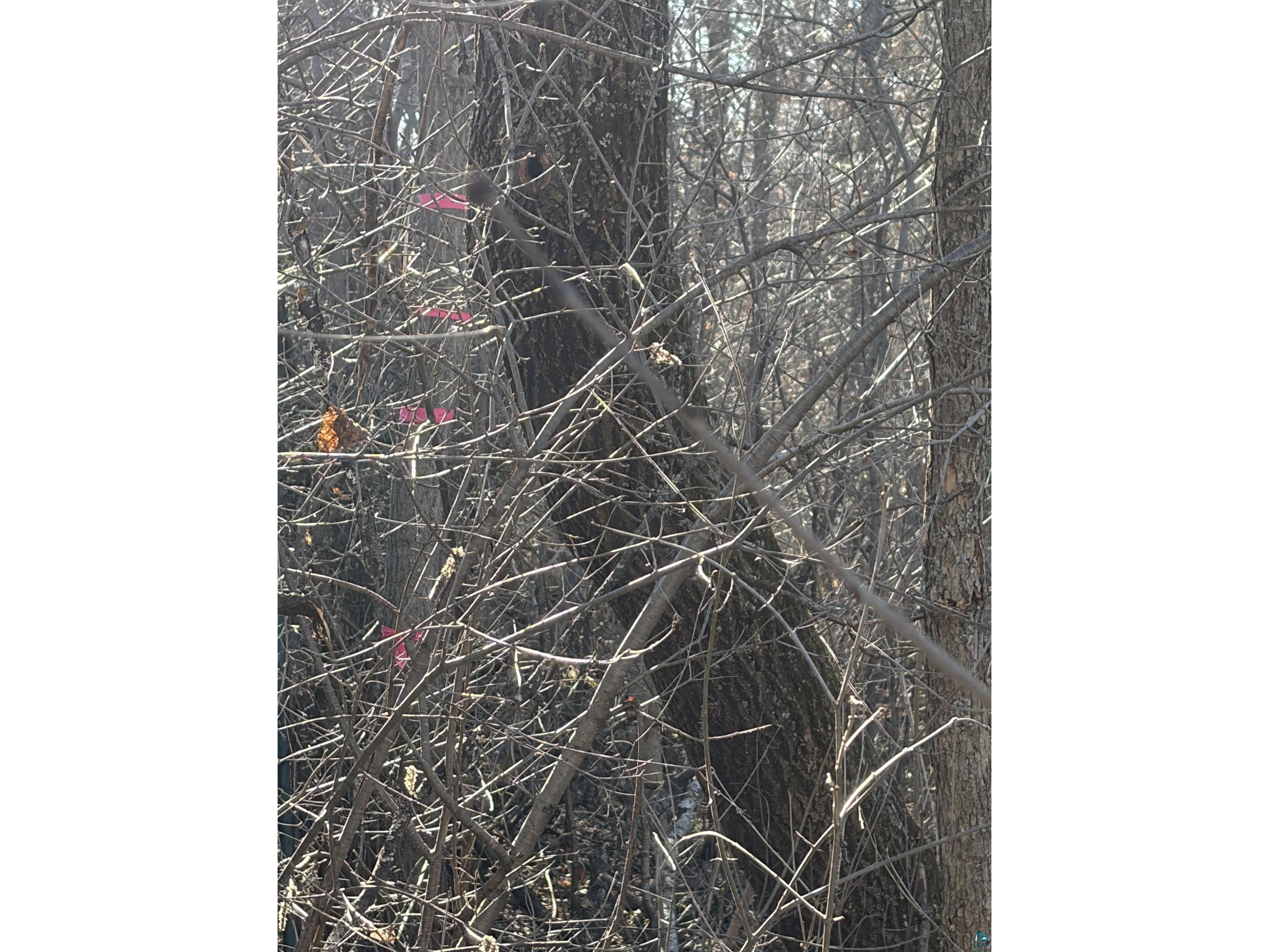 xxx Grove Ave Moose Lake MN 55767 6124670 image2