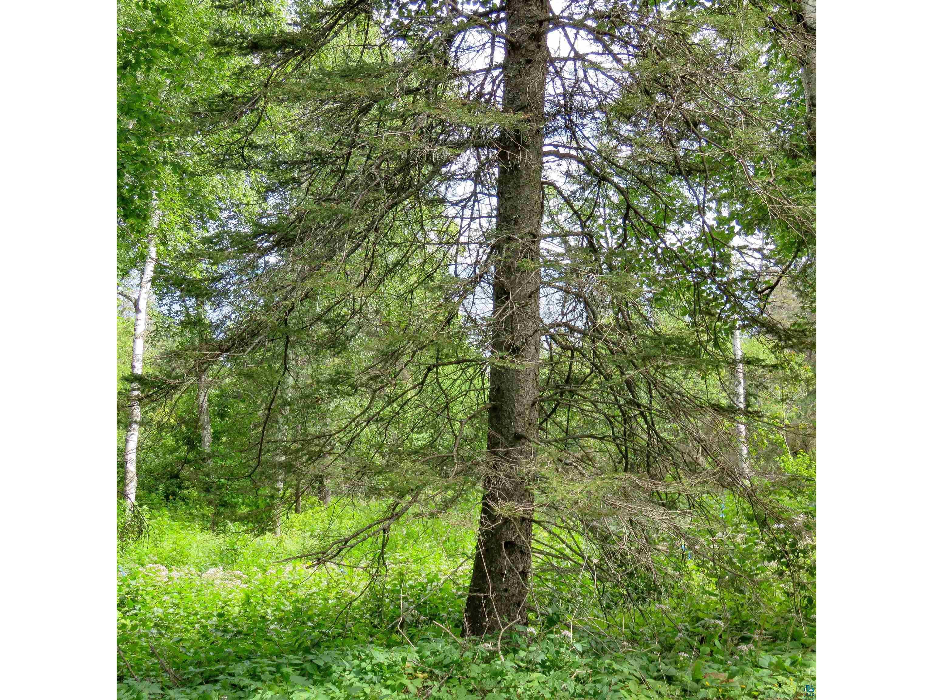 xxx Hoaglund Dr Tofte MN 55615 6121512 image34