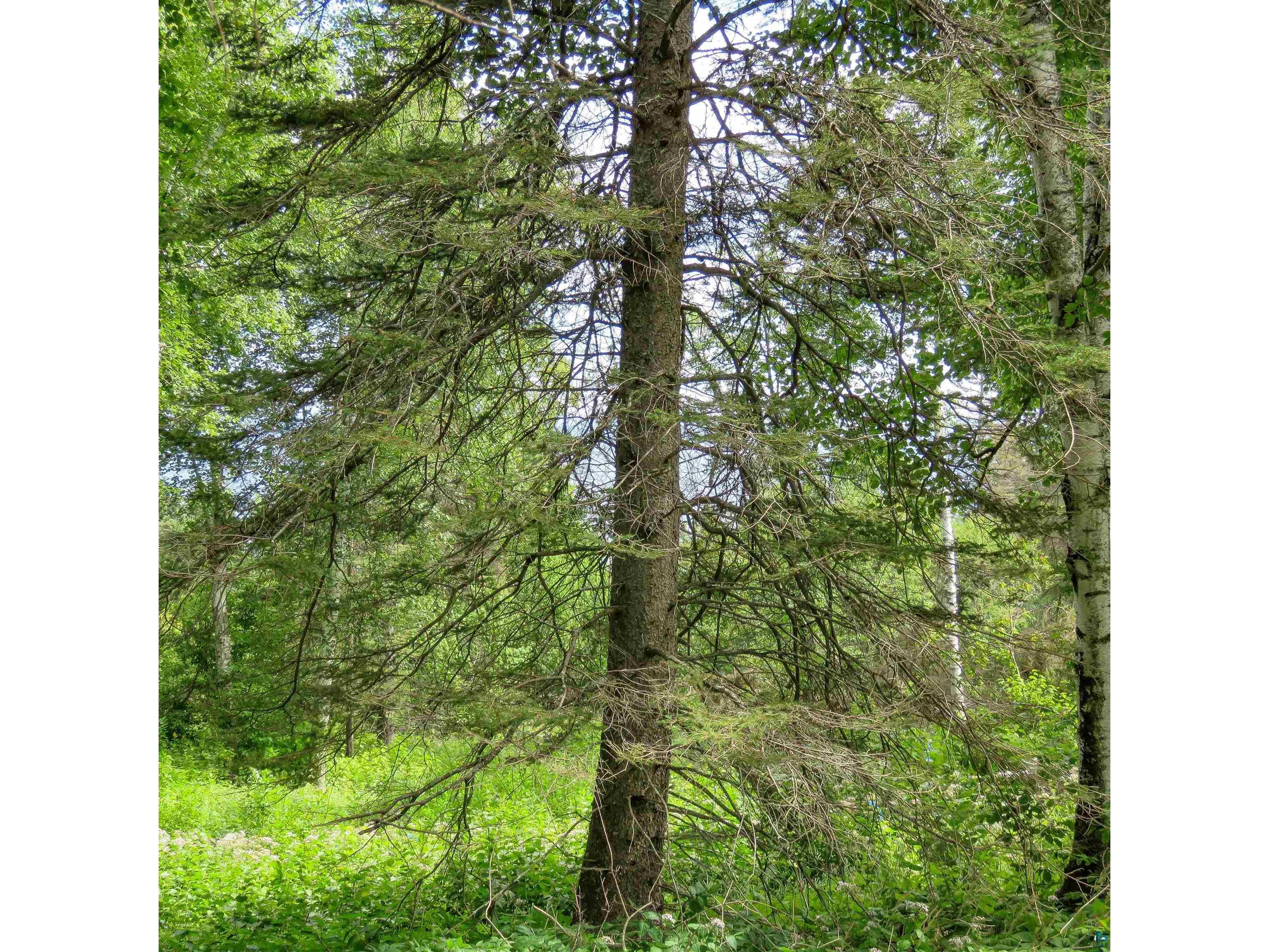 xxx Hoaglund Dr Tofte MN 55615 6121512 image36