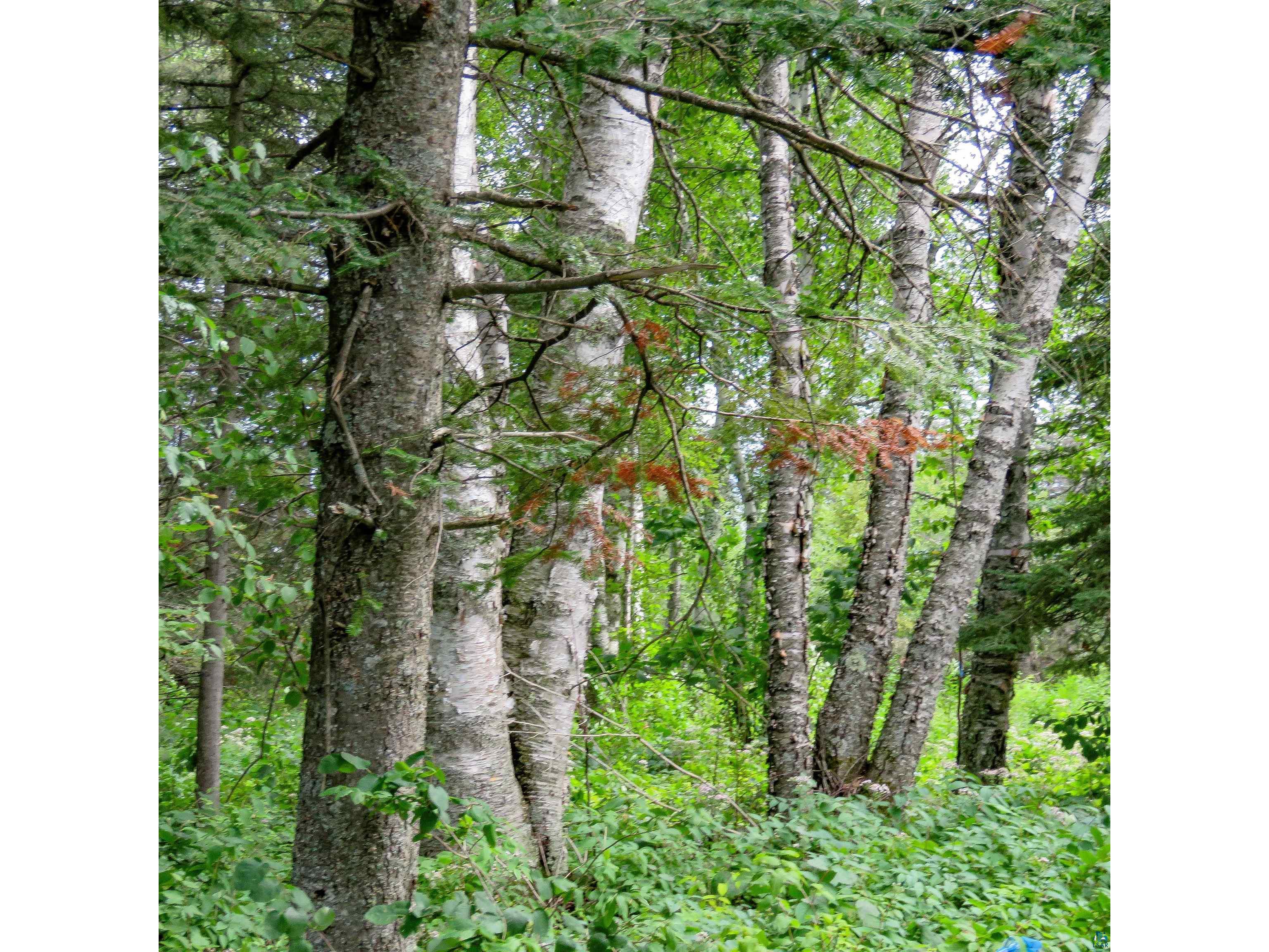 xxx Hoaglund Dr Tofte MN 55615 6121512 image40