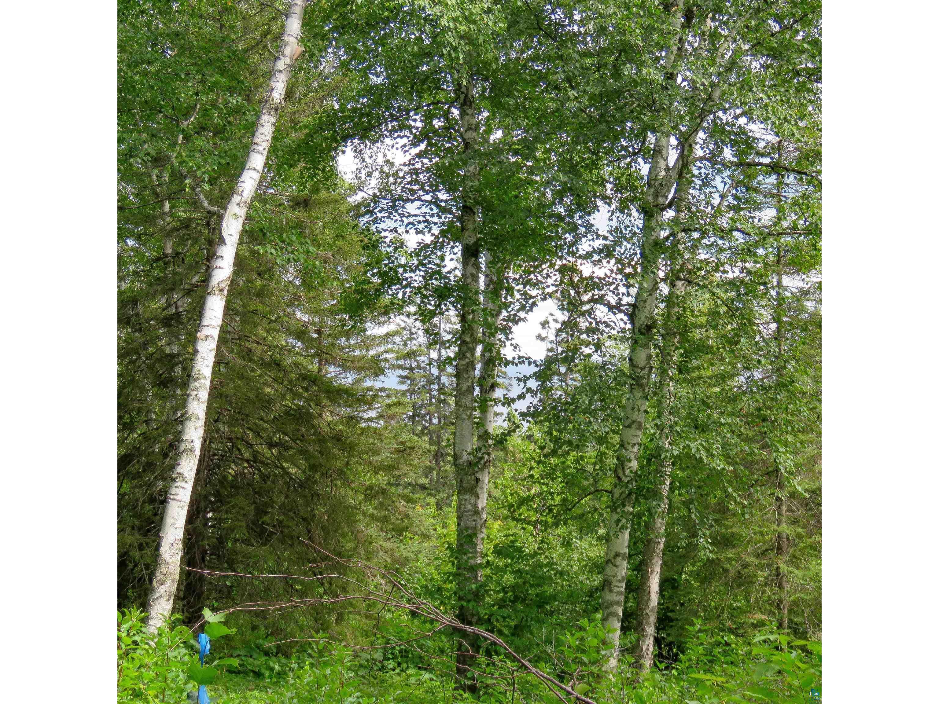 xxx Hoaglund Dr Tofte MN 55615 6121512 image5