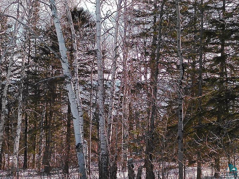 xxx Hoaglund Dr Tofte MN 55615 6121512 image63