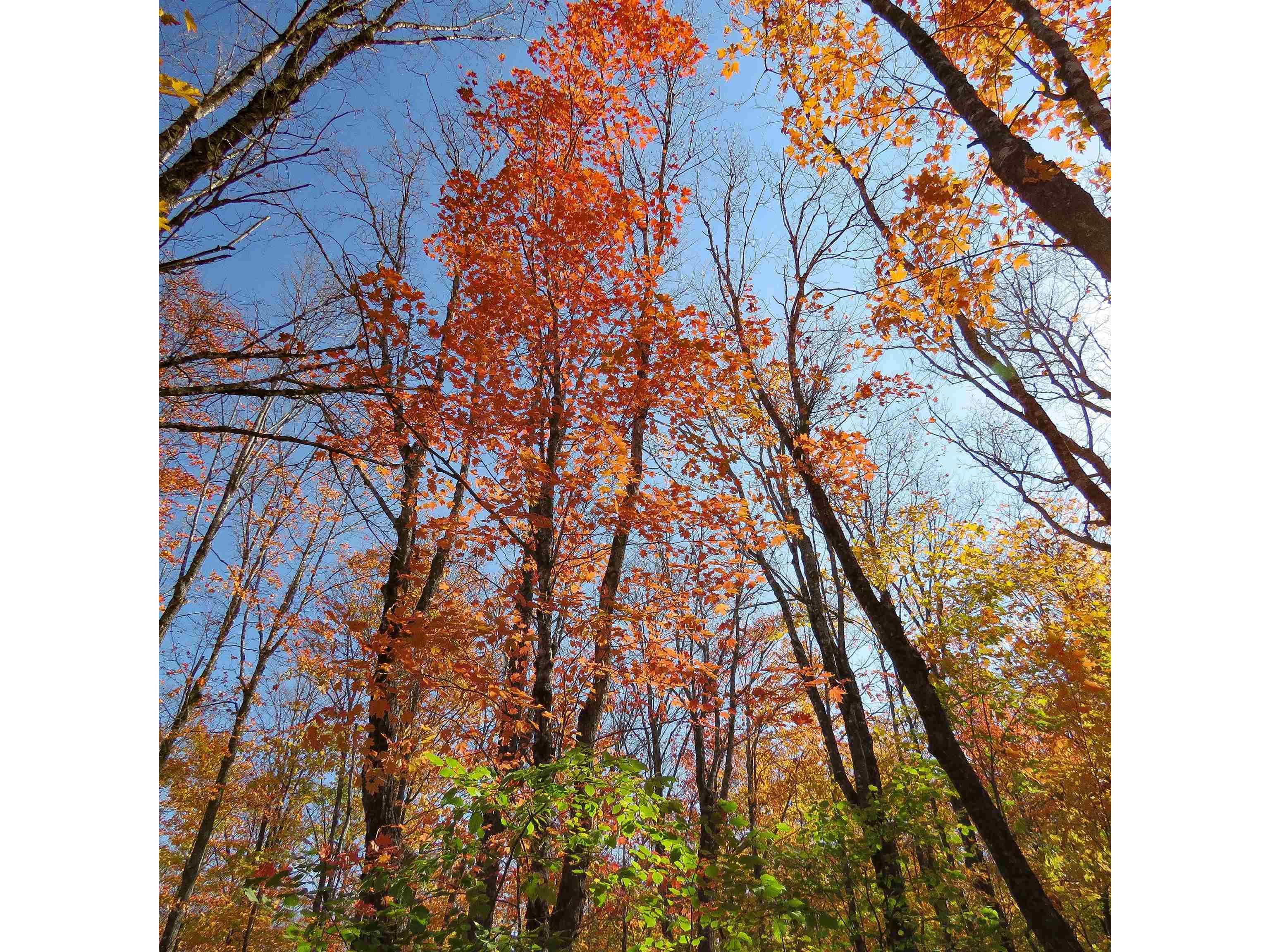 xxx S Caribou Dr Lutsen MN 55615 6120783 image14