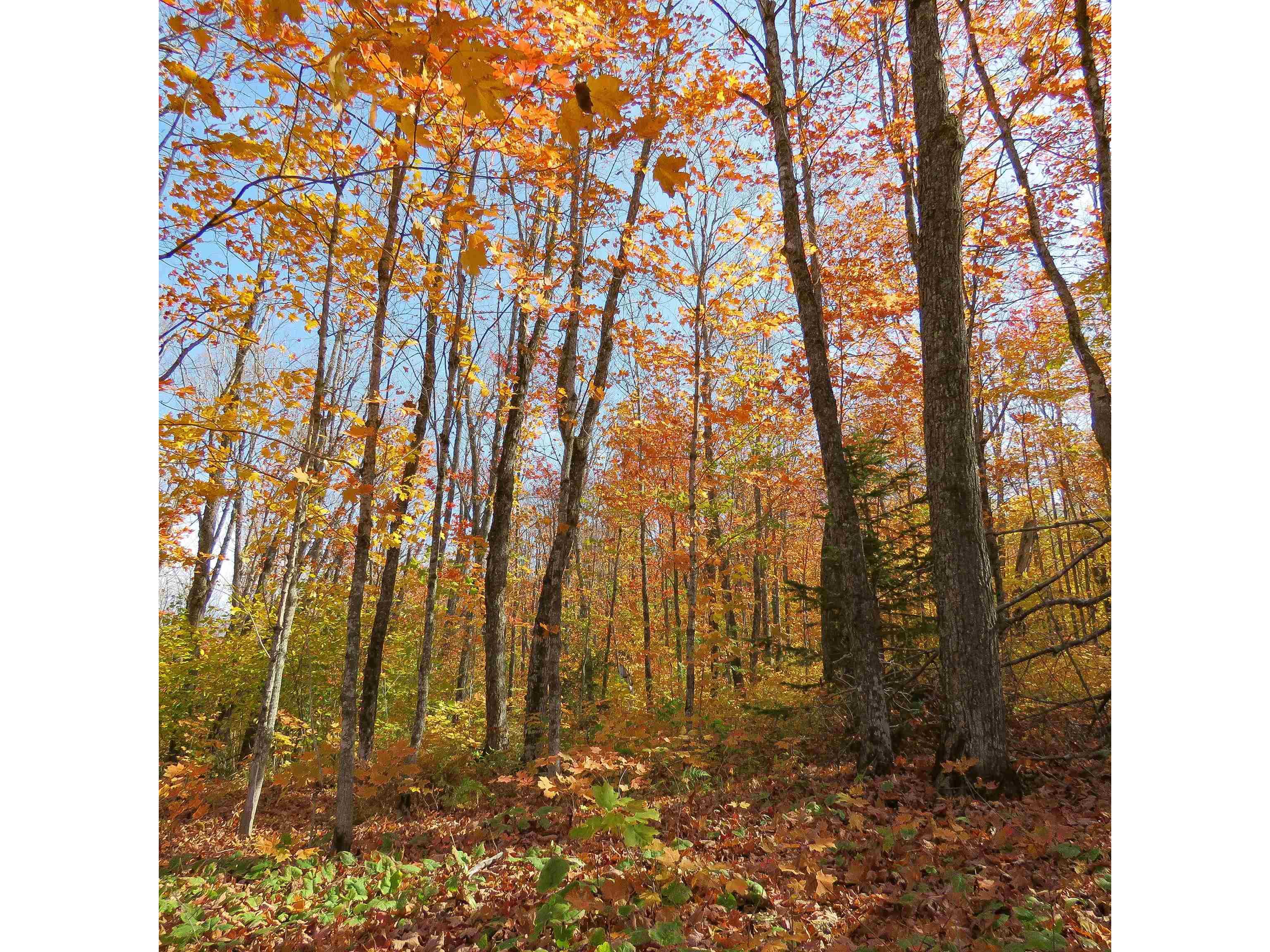 xxx S Caribou Dr Lutsen MN 55615 6120783 image16