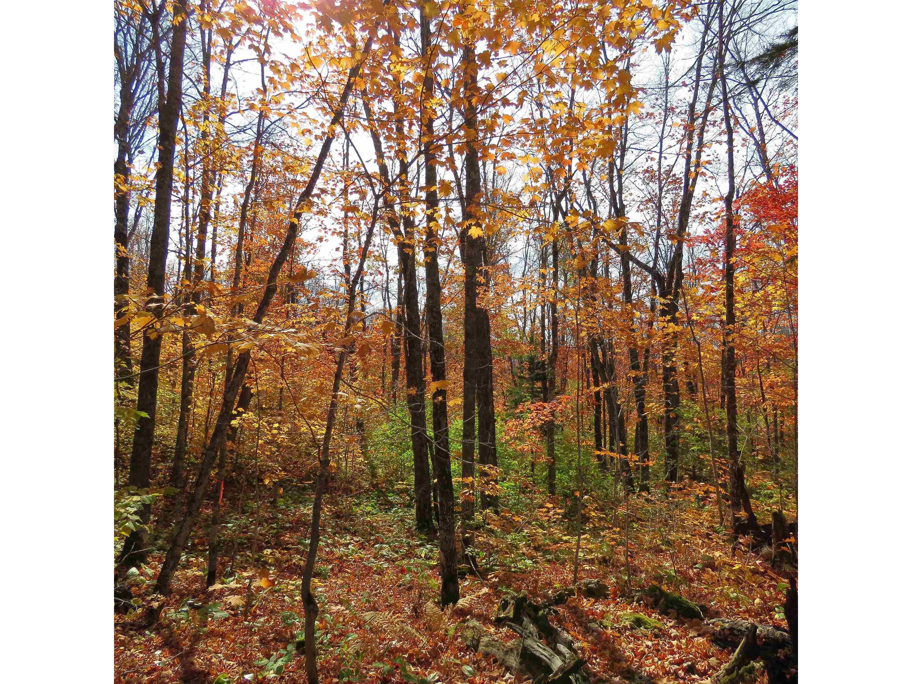 xxx S Caribou Dr Lutsen MN 55615 6120783 image22