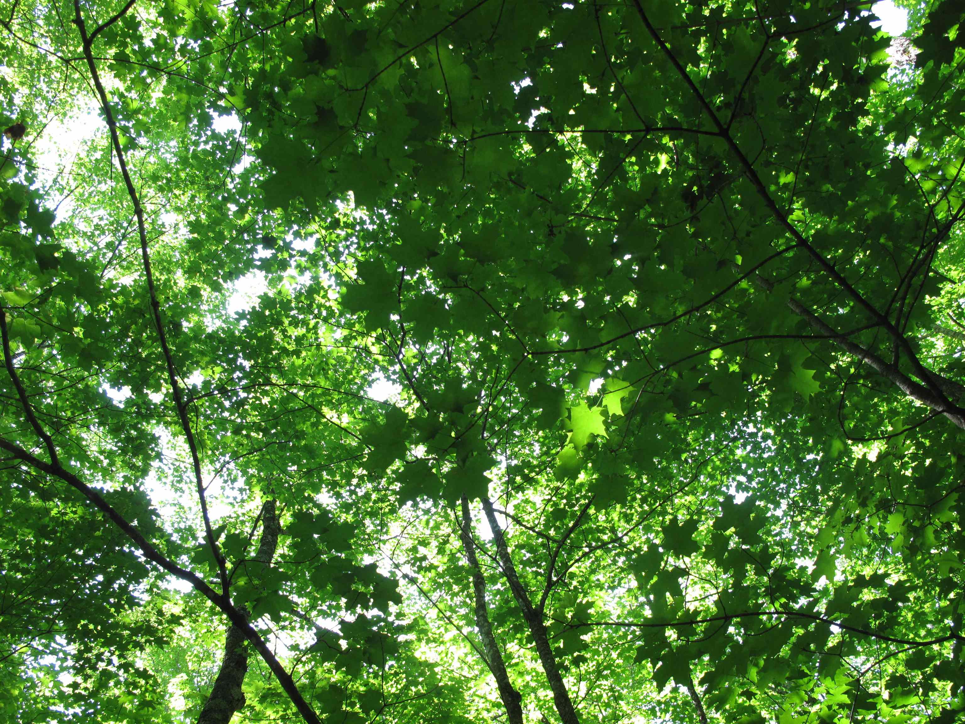 xxx S Caribou Dr Lutsen MN 55615 6120783 image23