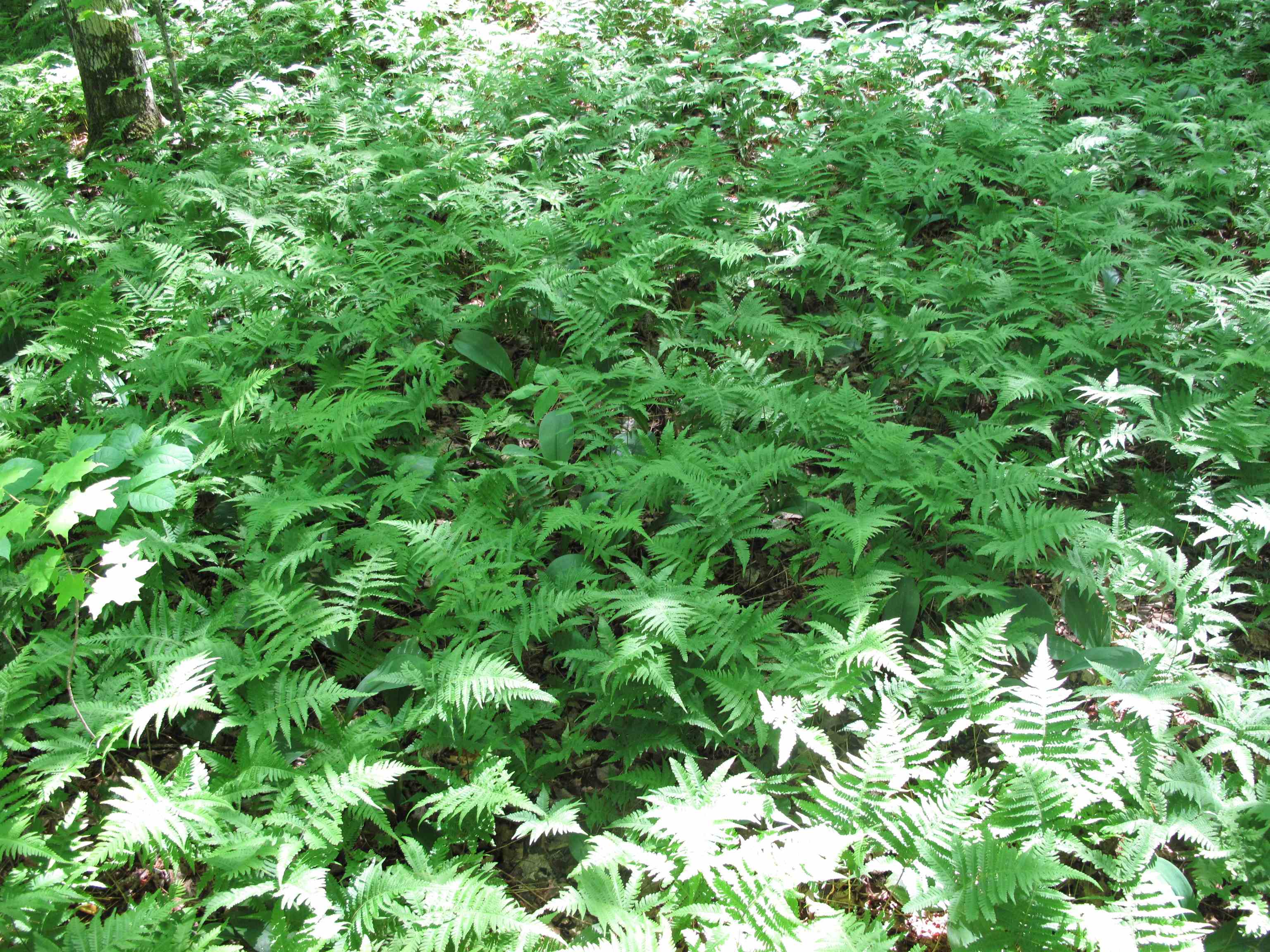 xxx S Caribou Dr Lutsen MN 55615 6120783 image24