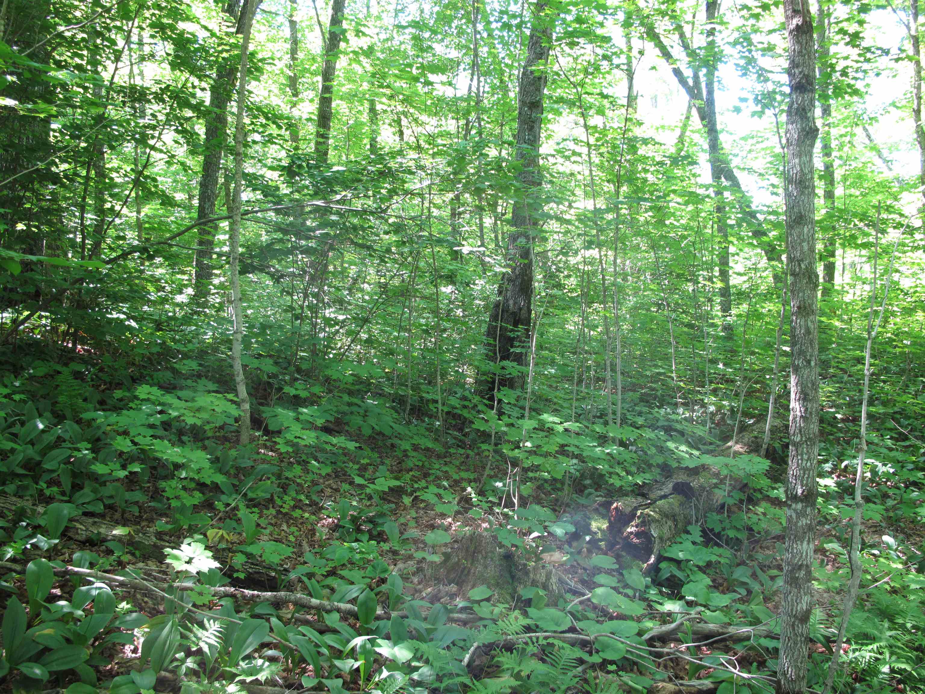 xxx S Caribou Dr Lutsen MN 55615 6120783 image25