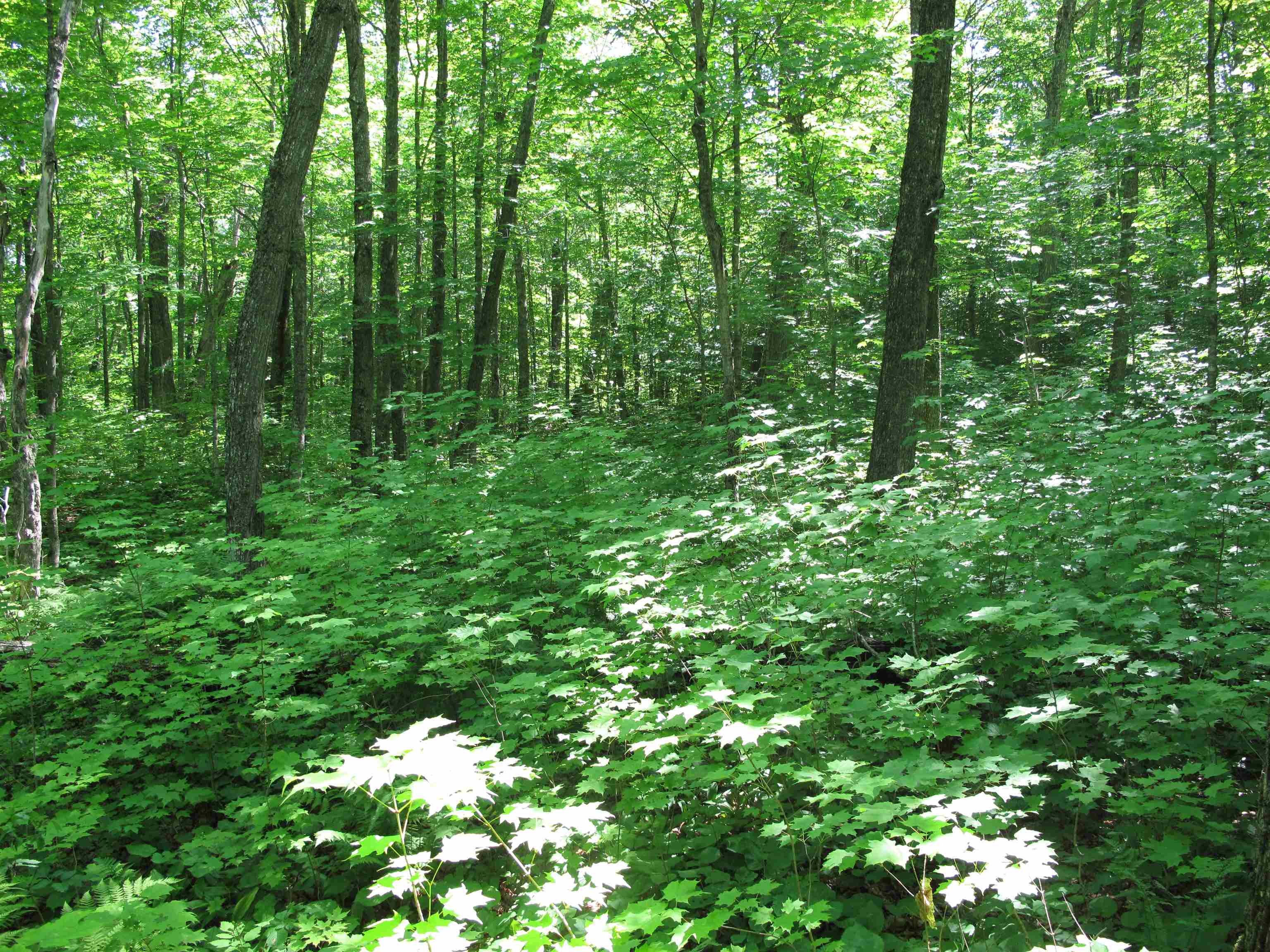 xxx S Caribou Dr Lutsen MN 55615 6120783 image27