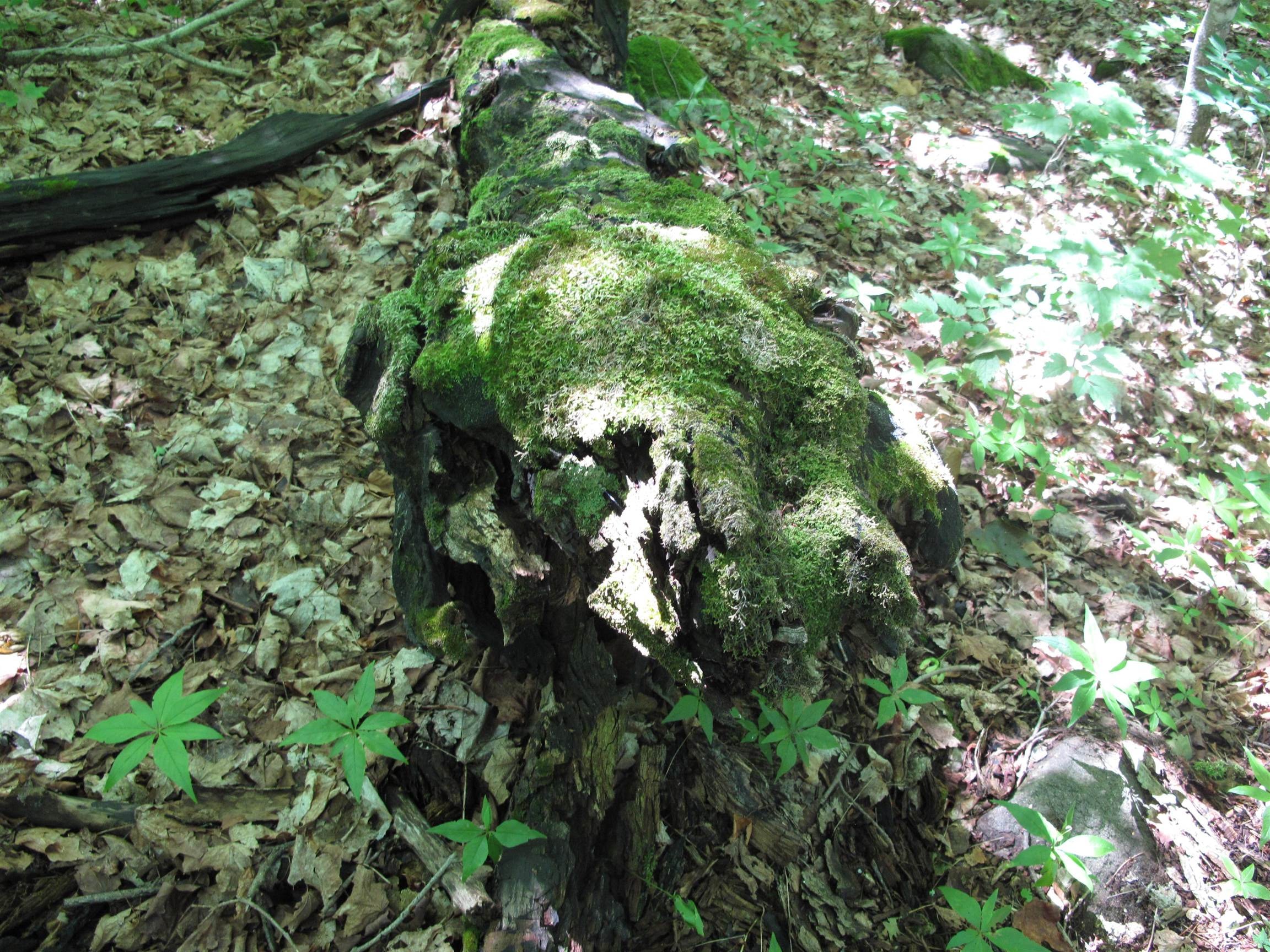 xxx S Caribou Dr Lutsen MN 55615 6120783 image28