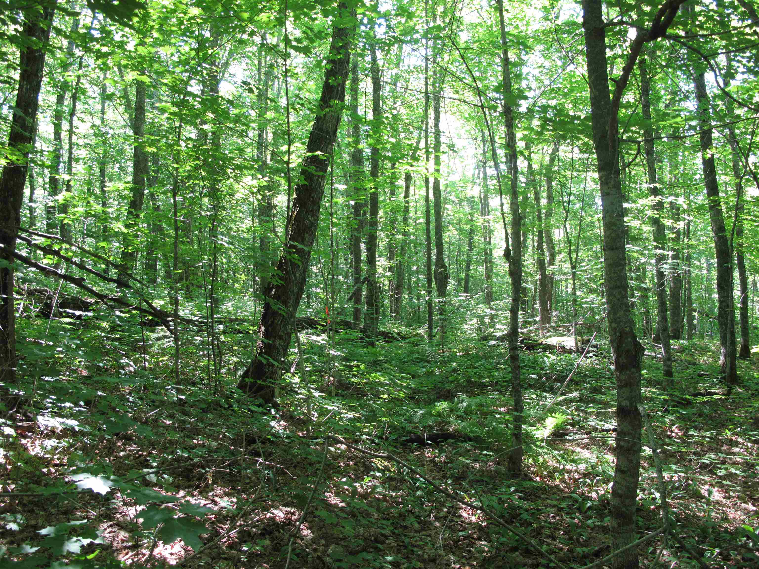 xxx S Caribou Dr Lutsen MN 55615 6120783 image29