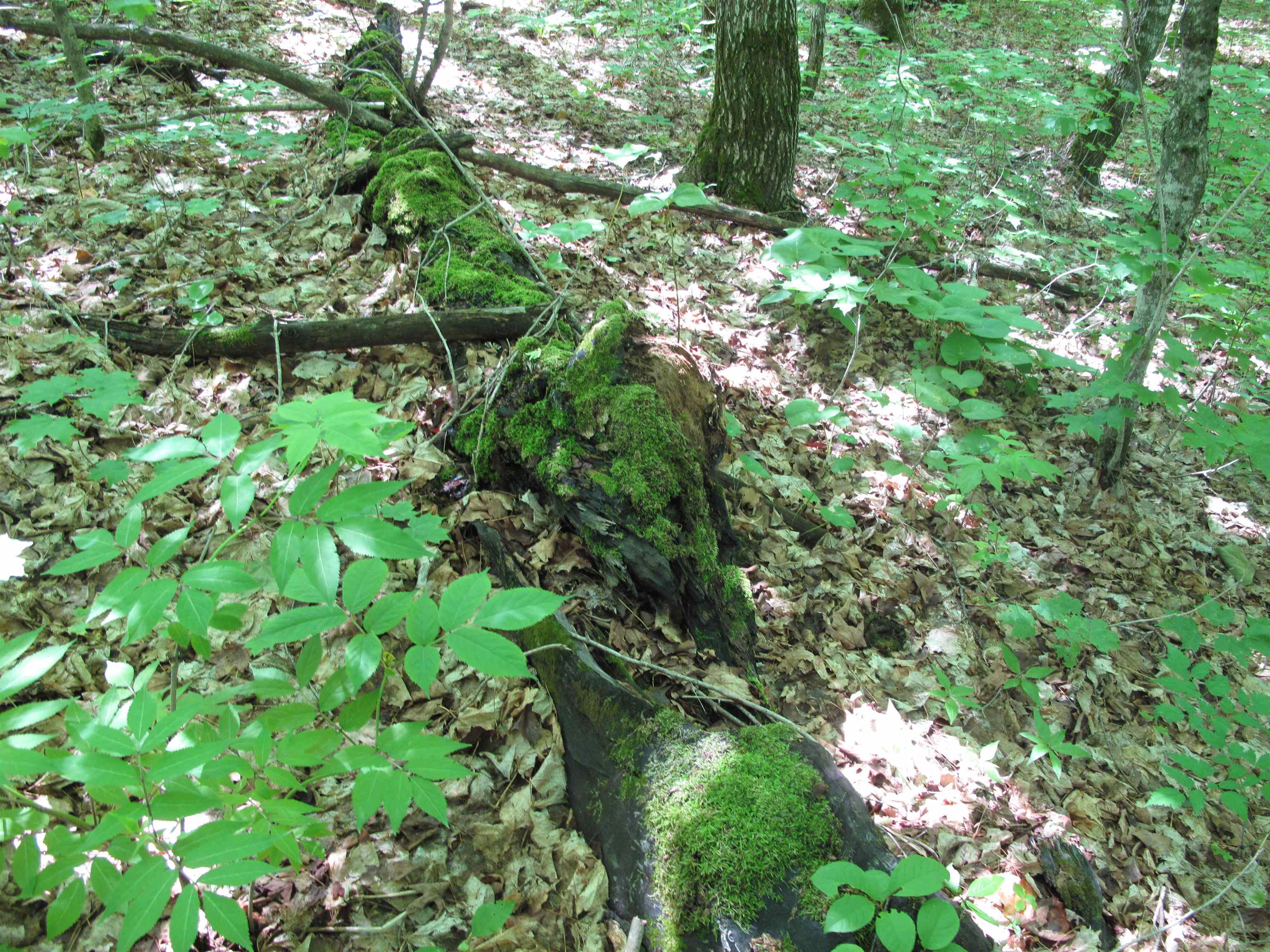 xxx S Caribou Dr Lutsen MN 55615 6120783 image30