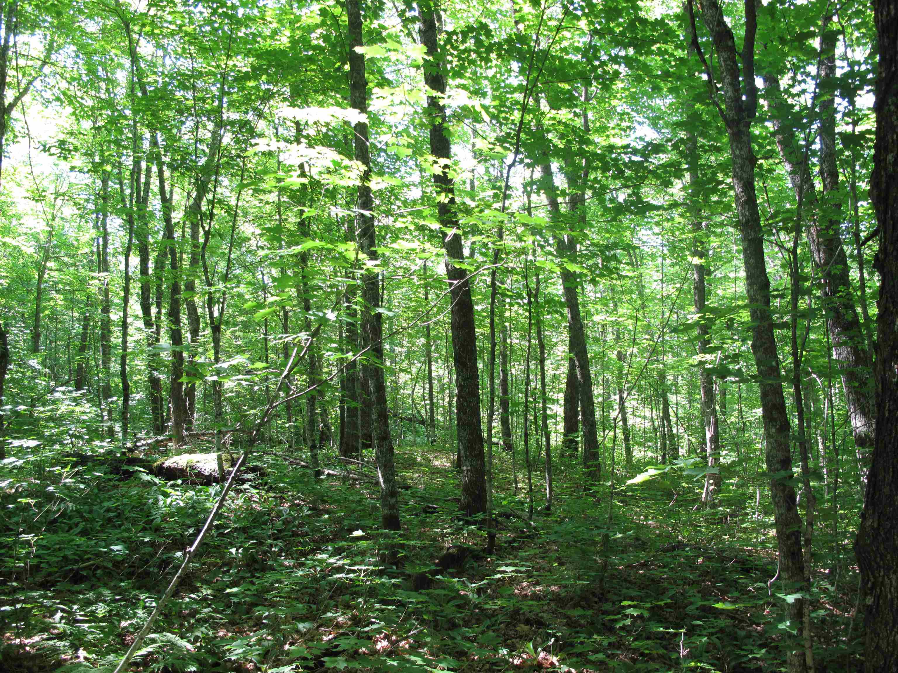 xxx S Caribou Dr Lutsen MN 55615 6120783 image31