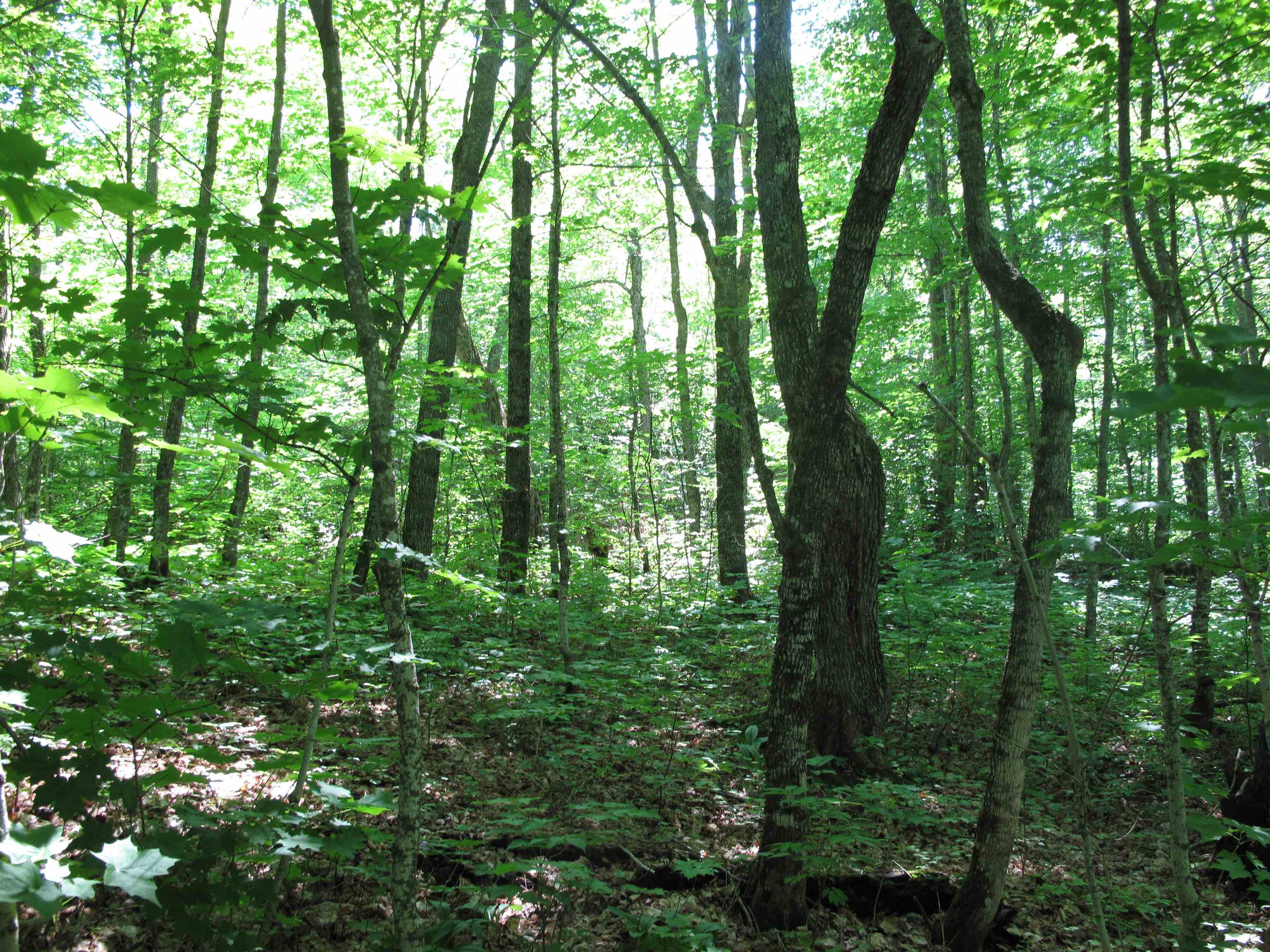 xxx S Caribou Dr Lutsen MN 55615 6120783 image32