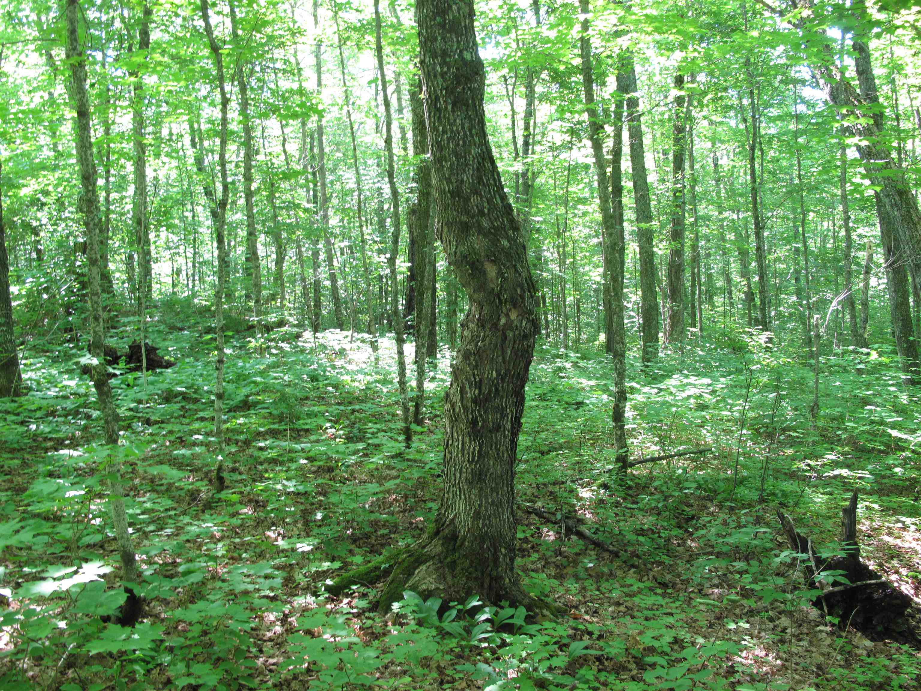 xxx S Caribou Dr Lutsen MN 55615 6120783 image33