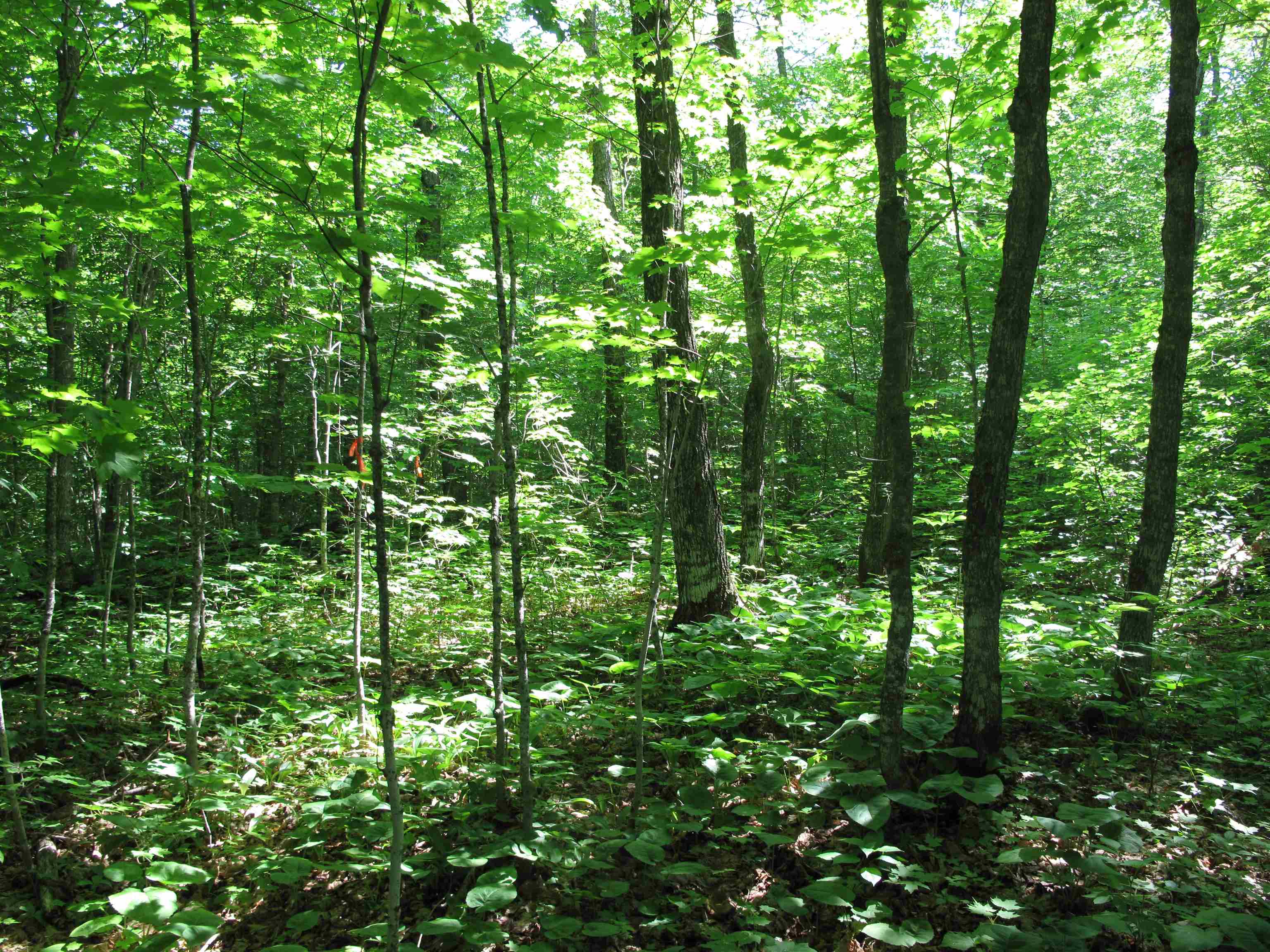 xxx S Caribou Dr Lutsen MN 55615 6120783 image34