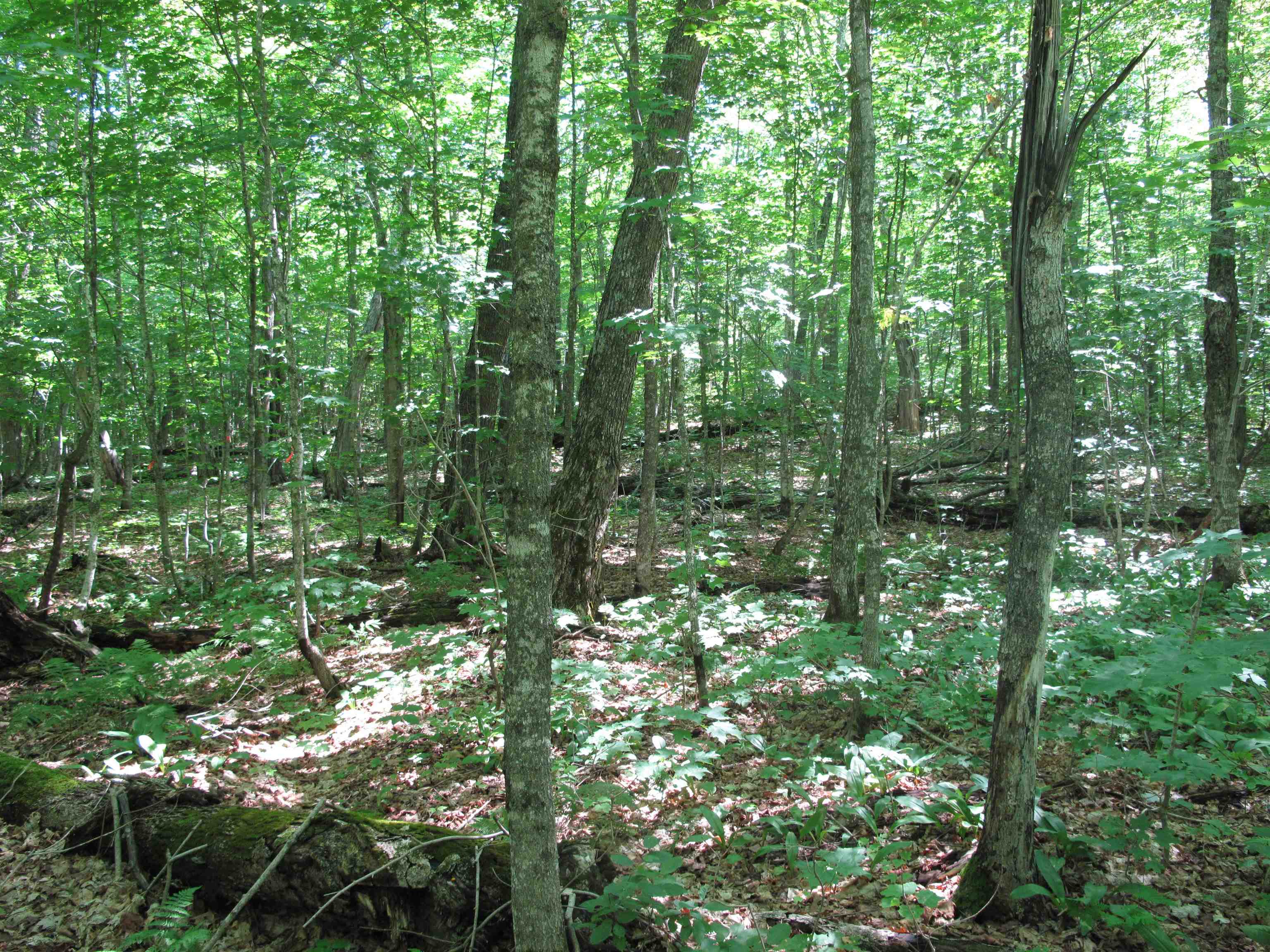 xxx S Caribou Dr Lutsen MN 55615 6120783 image36