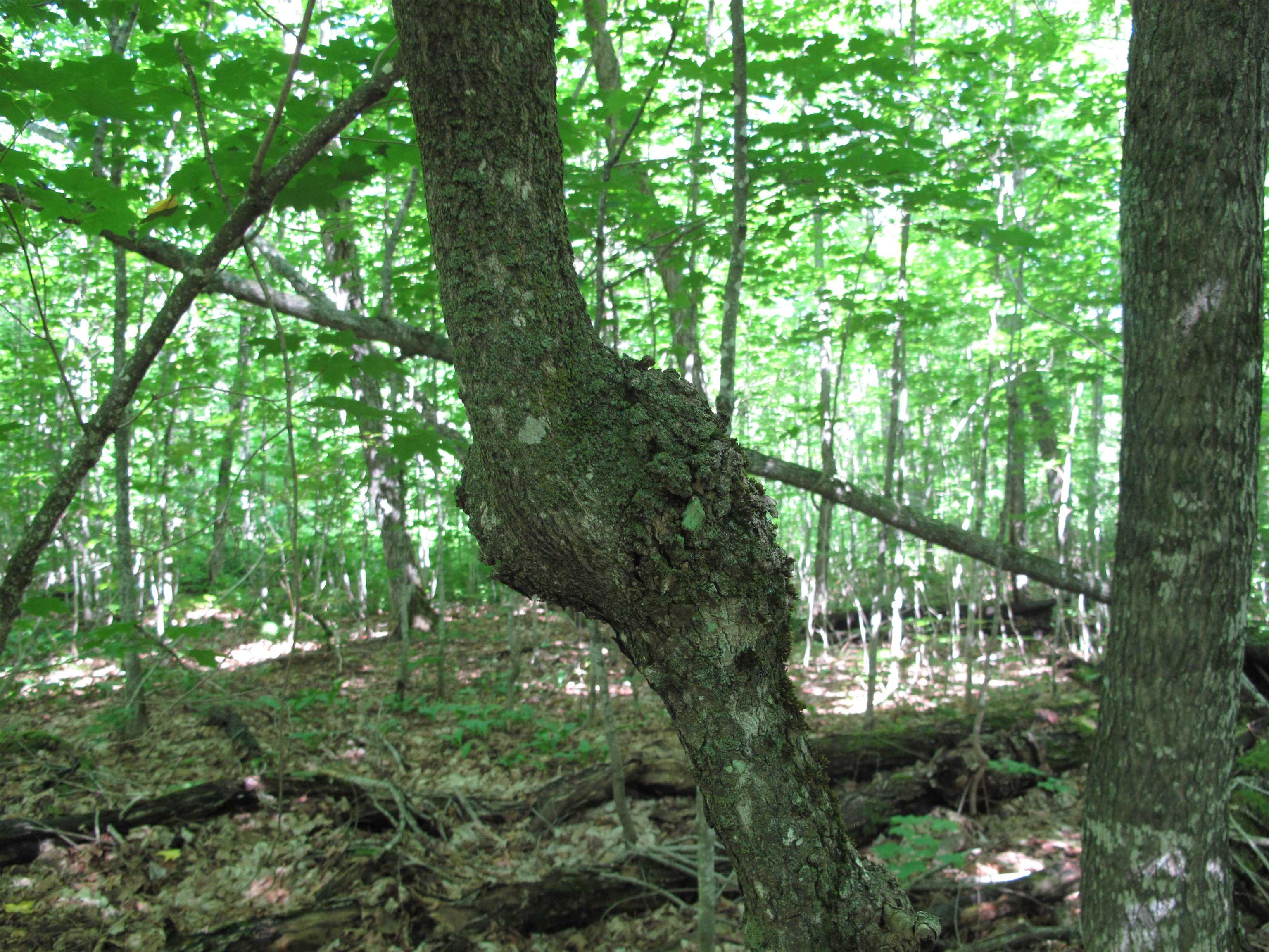 xxx S Caribou Dr Lutsen MN 55615 6120783 image38