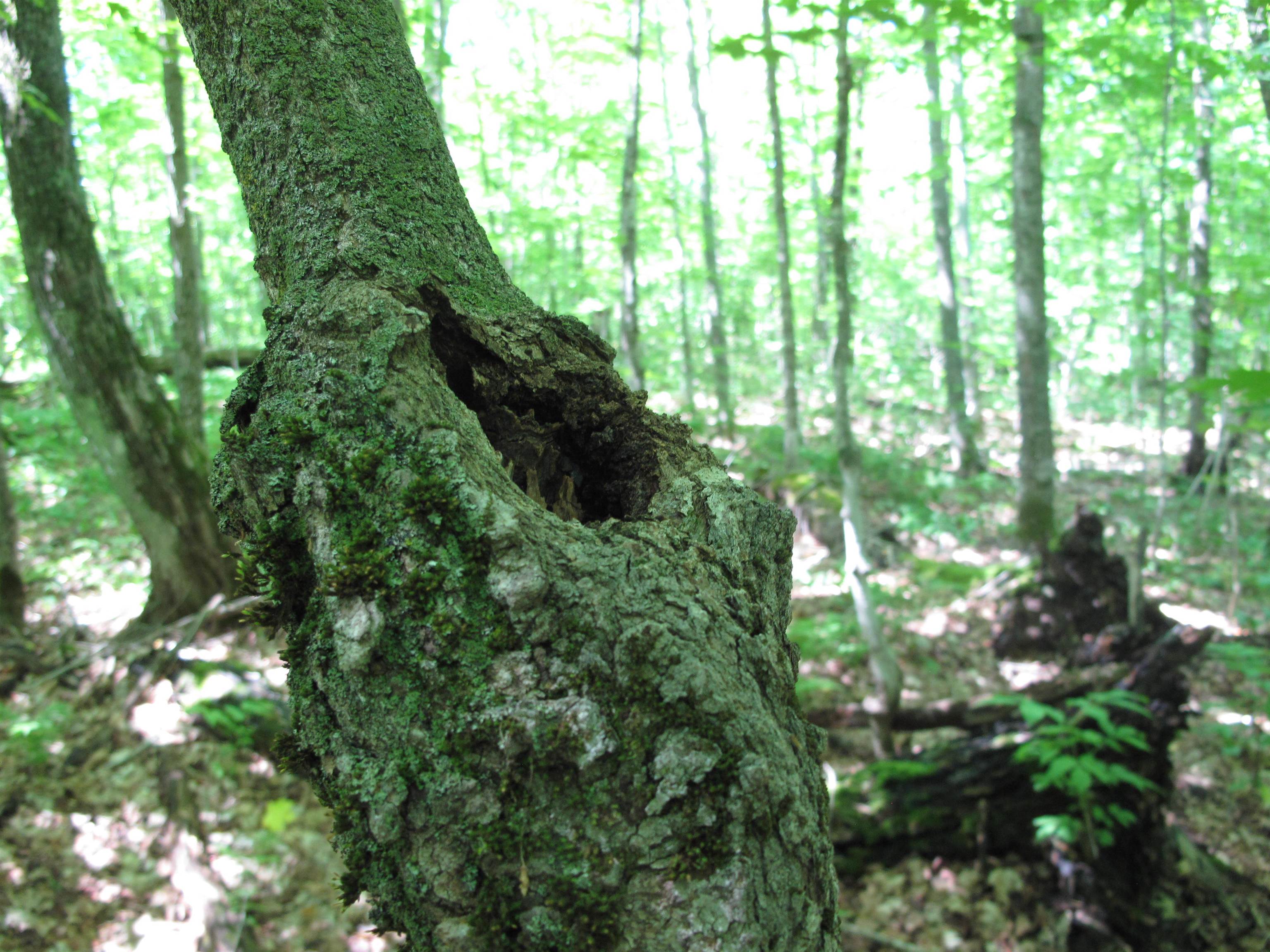 xxx S Caribou Dr Lutsen MN 55615 6120783 image39