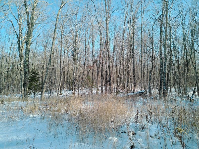 xxx S Caribou Dr Lutsen MN 55615 6120783 image4