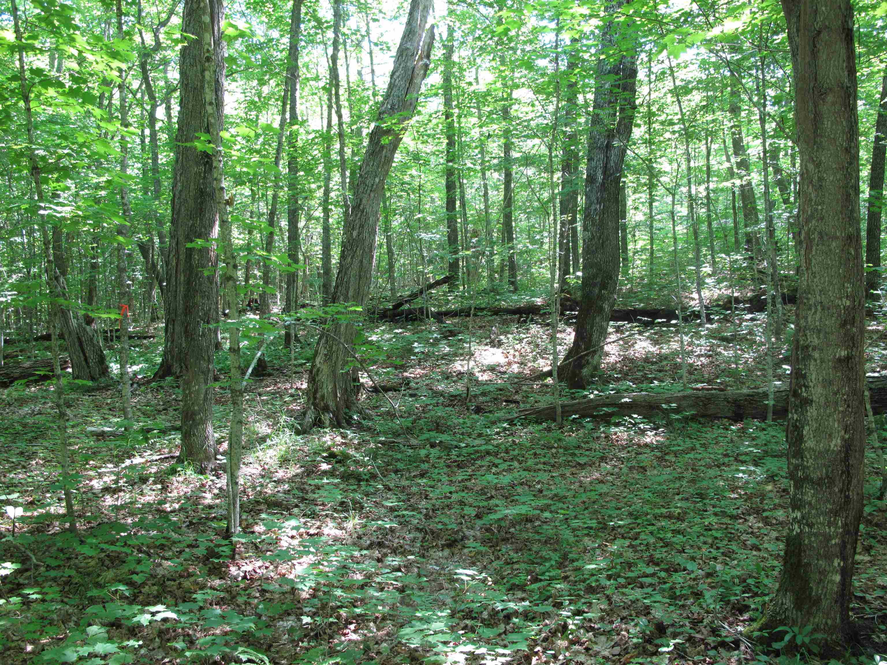 xxx S Caribou Dr Lutsen MN 55615 6120783 image40