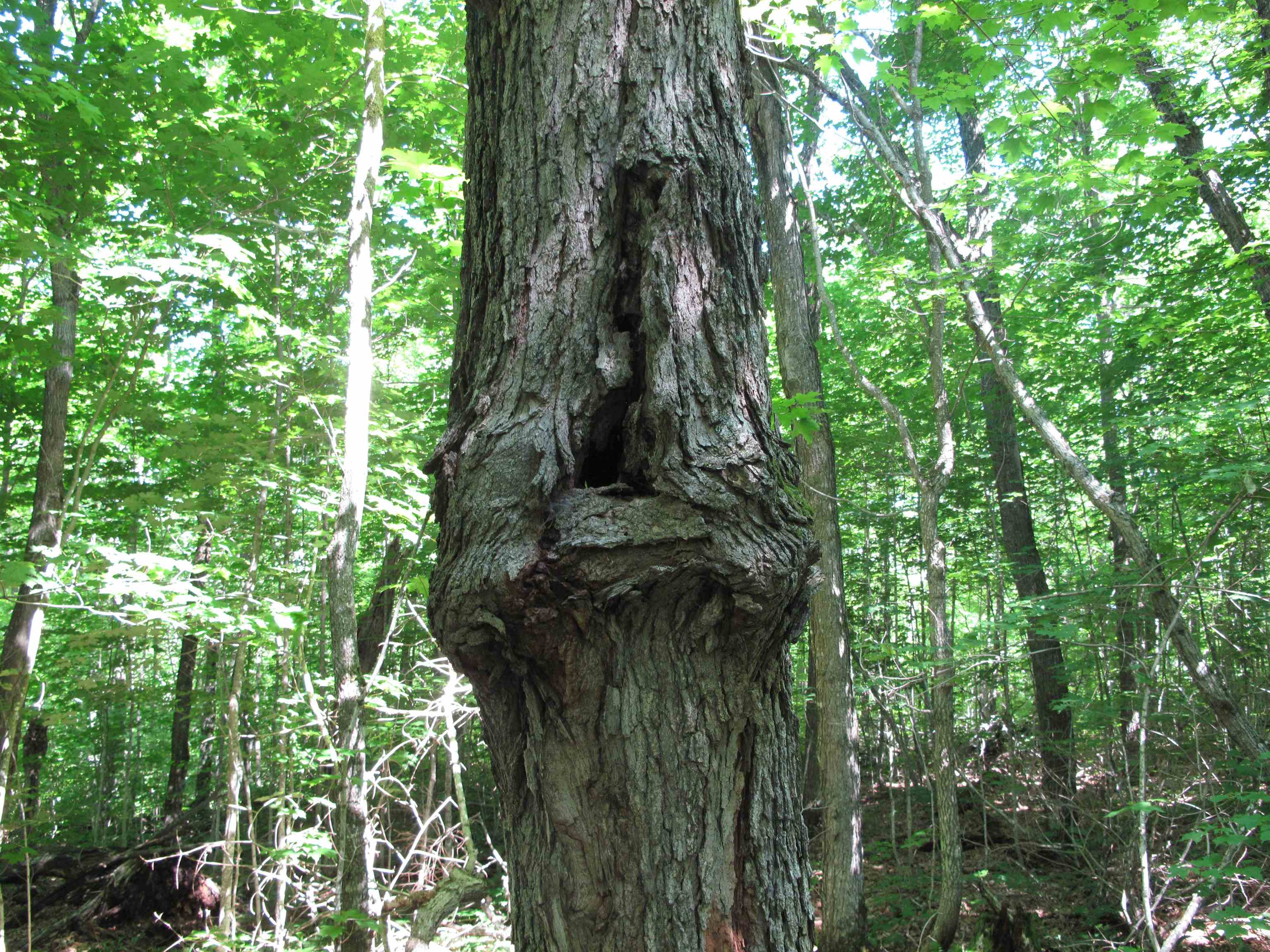 xxx S Caribou Dr Lutsen MN 55615 6120783 image41