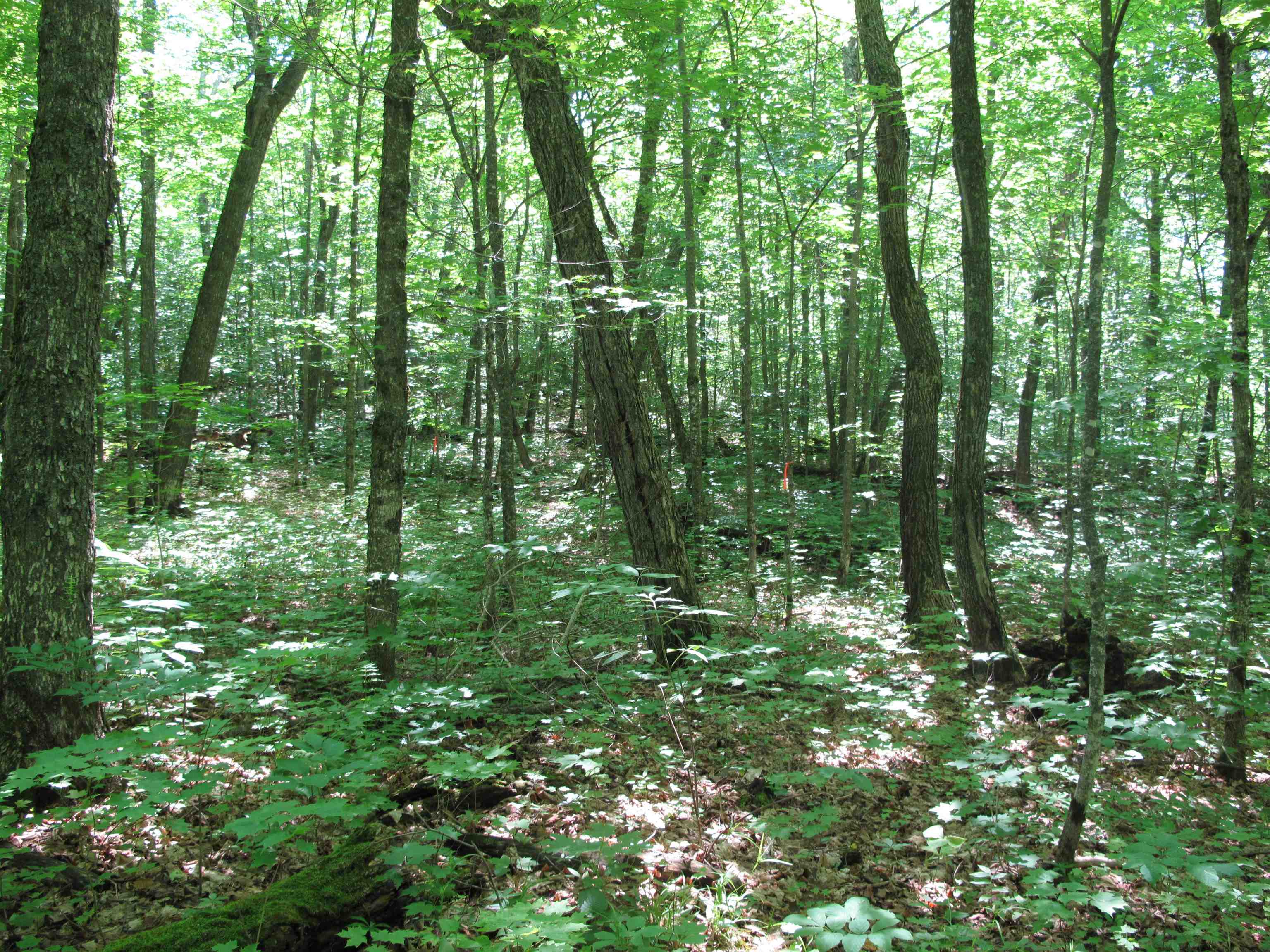 xxx S Caribou Dr Lutsen MN 55615 6120783 image43