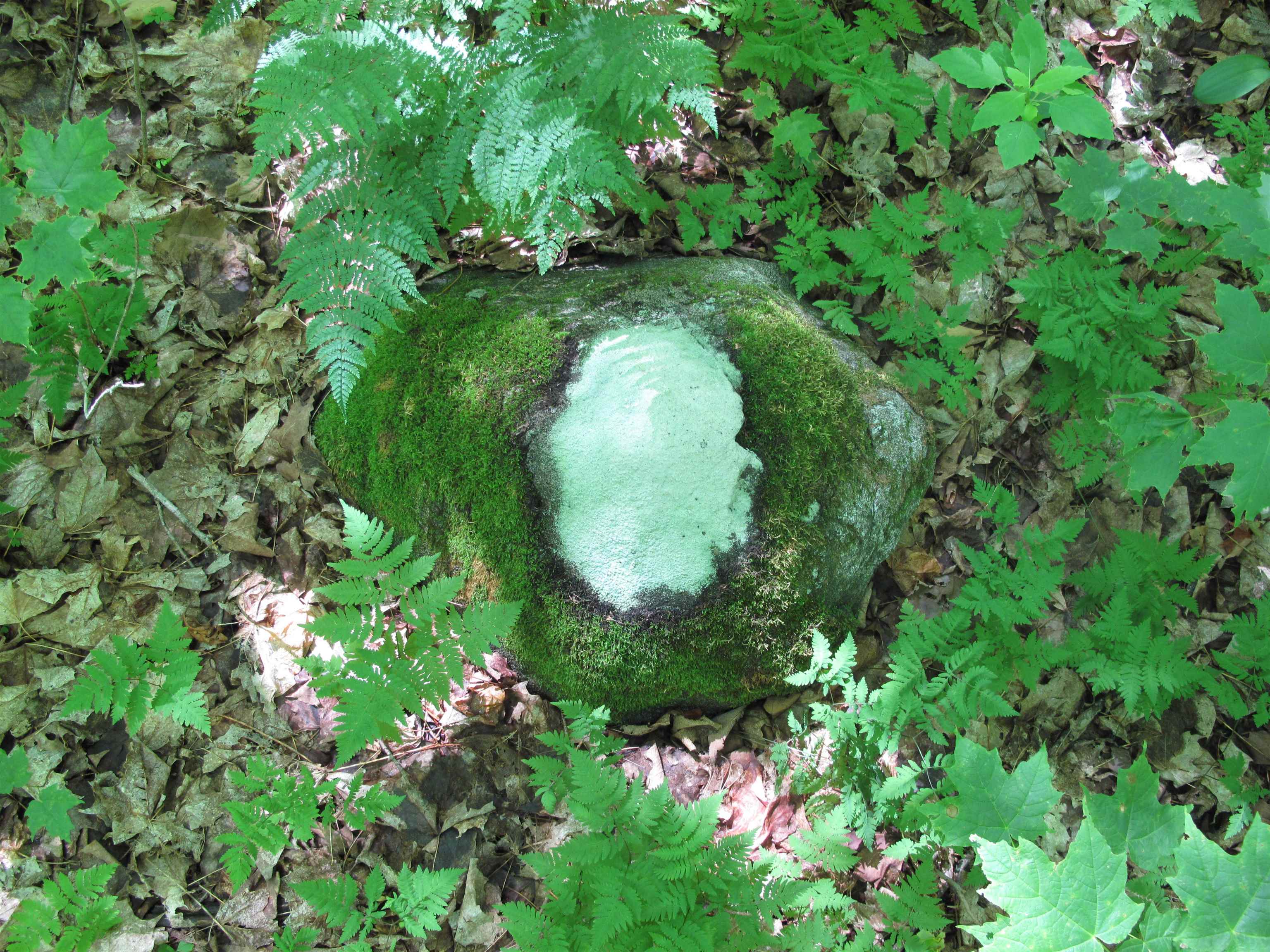 xxx S Caribou Dr Lutsen MN 55615 6120783 image44