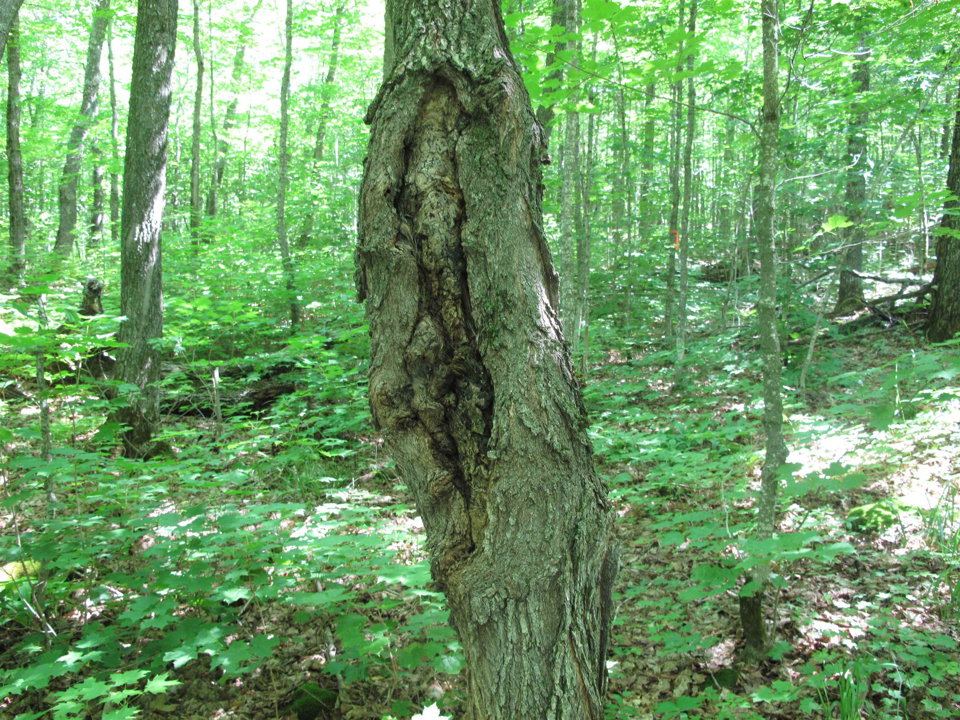 xxx S Caribou Dr Lutsen MN 55615 6120783 image46