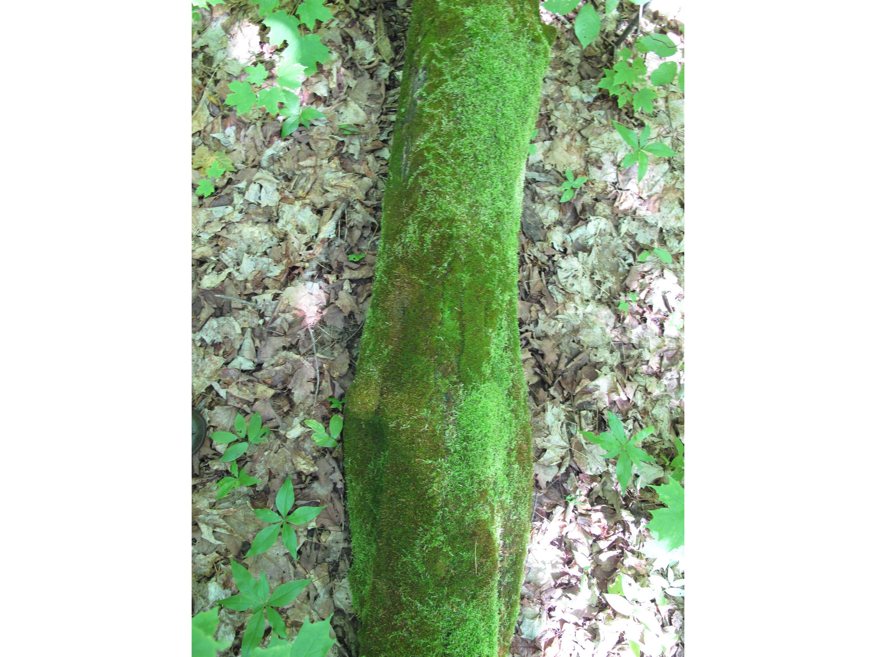 xxx S Caribou Dr Lutsen MN 55615 6120783 image47