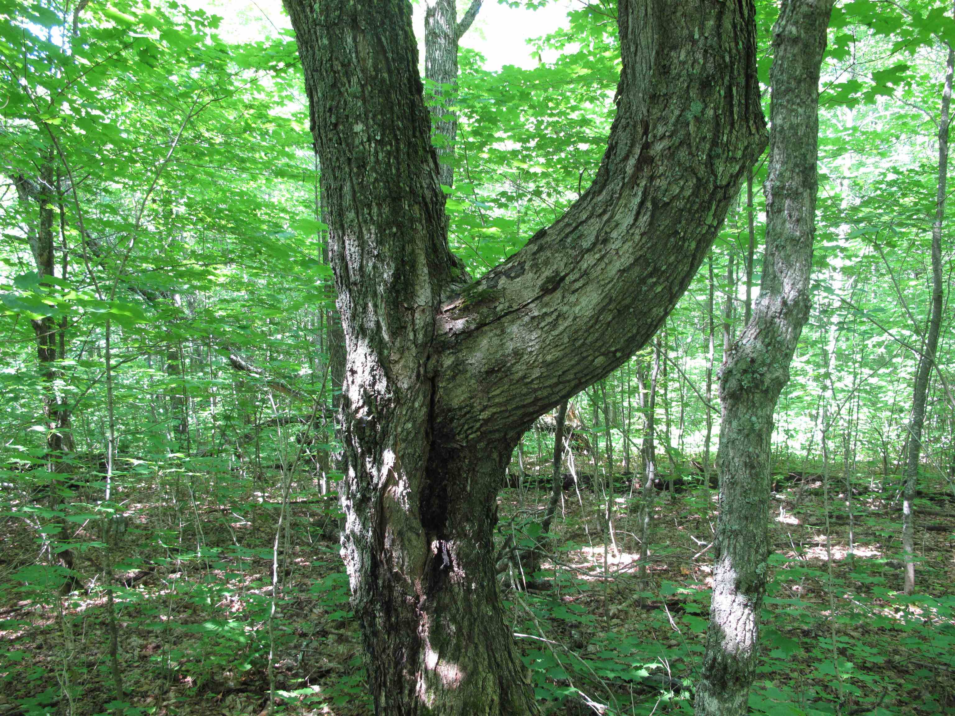 xxx S Caribou Dr Lutsen MN 55615 6120783 image48